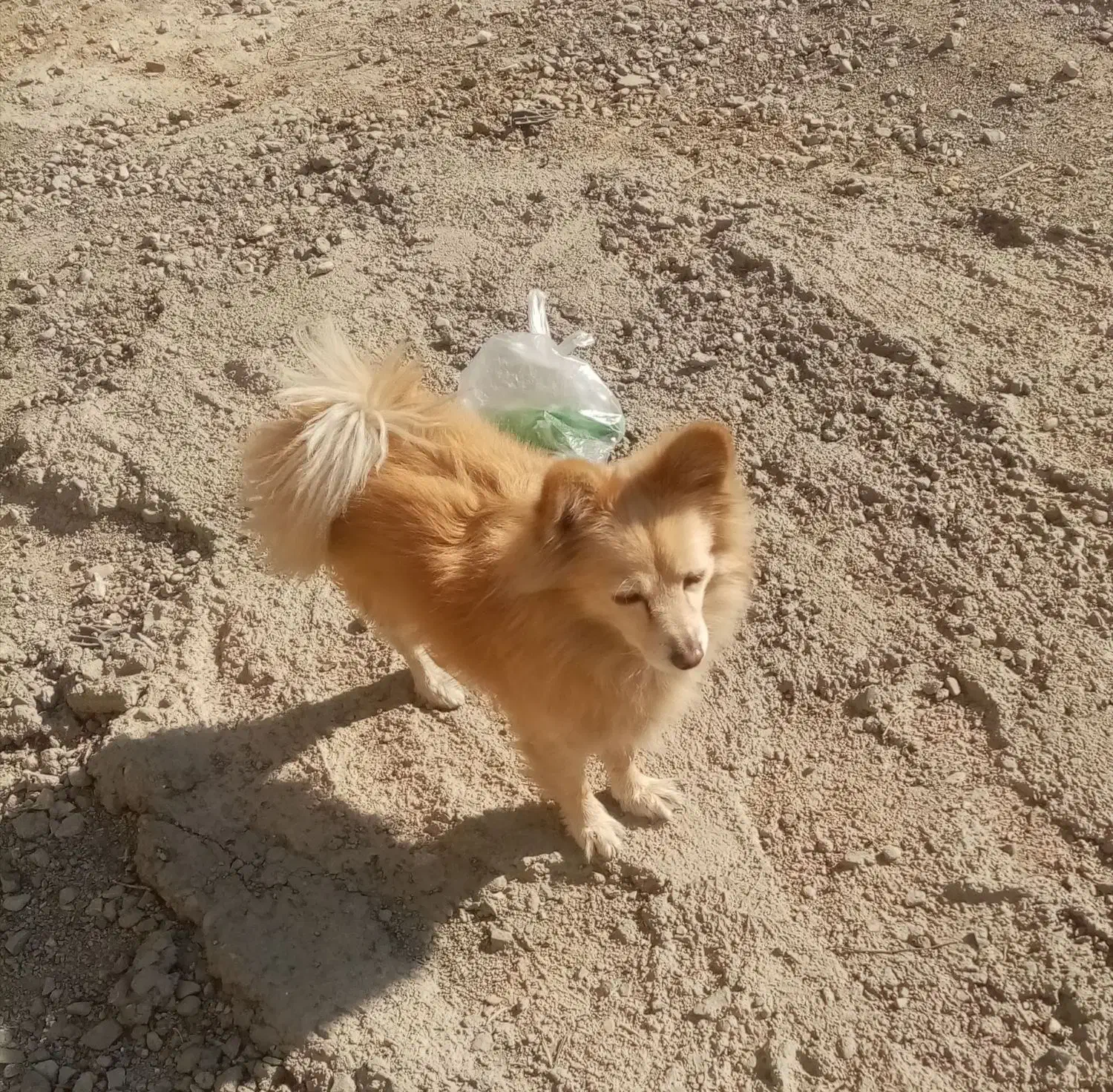 معاوضه با کبوتر|سگ|رباطکریم, رباطکریم|دیوار