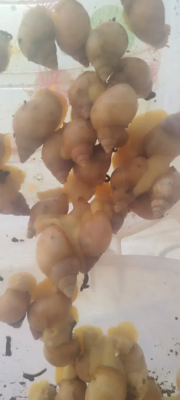 حلزون اچاتینا البینو|خزنده|کاشان, سرپله جدید|دیوار