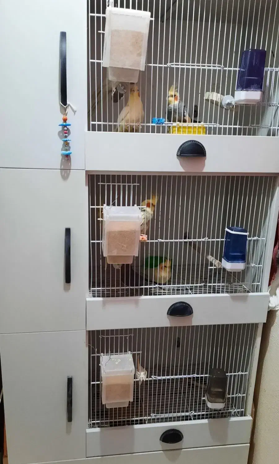 قفس پرنده و طوطی سانان همراه عروس هلندی یا جداجدا|لوازم جانبی حیوانات|شریفآباد, |دیوار