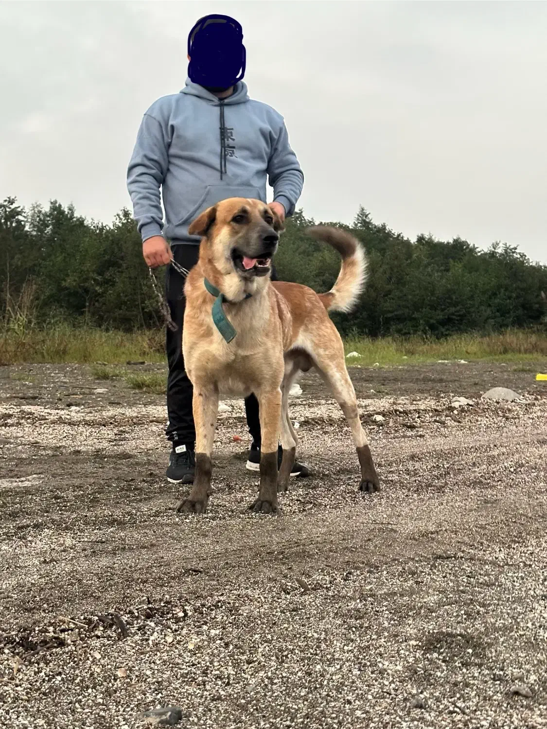 واگذاری سگ سرابی|سگ|تالش, هشتپر|دیوار