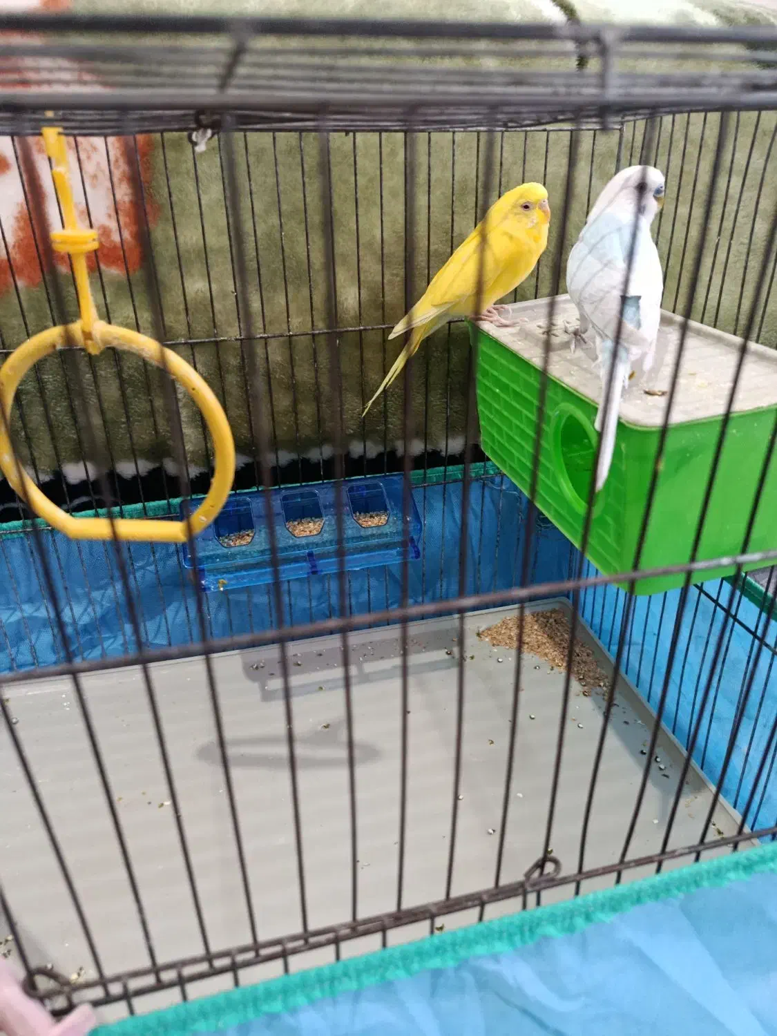 مرغ عشق|پرنده|شیراز, کوشک میدان|دیوار