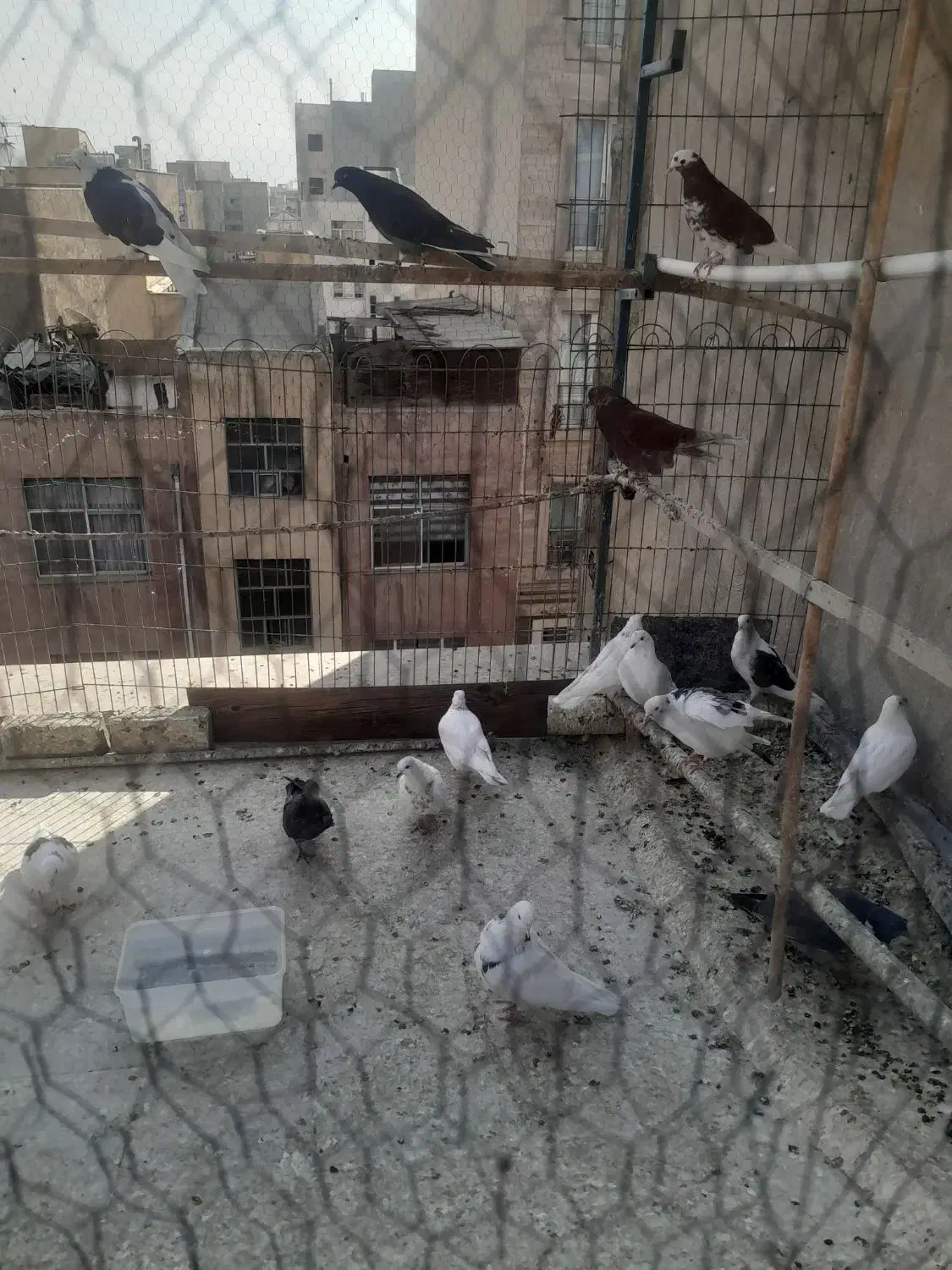 ۱۵تاجوجه|پرنده|تهران, زرکش|دیوار