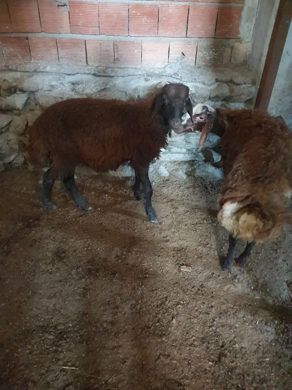 نربره دو عدد|حیوانات مزرعه|بندر گز, |دیوار