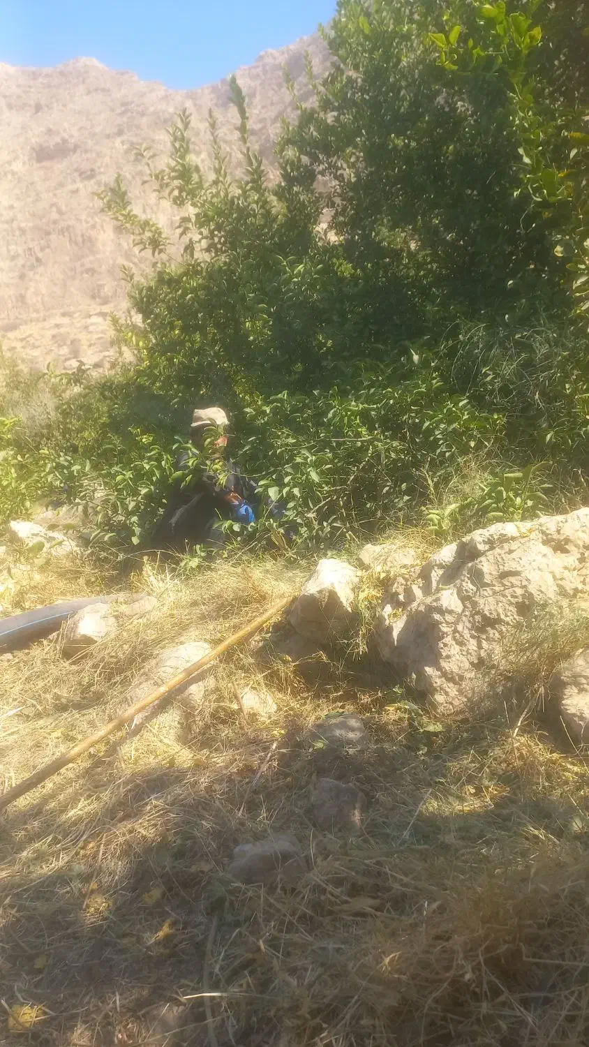 فروش ابلیمو طبیعی تازه|خوردنی و آشامیدنی|شیراز, شیخ روزبهان|دیوار