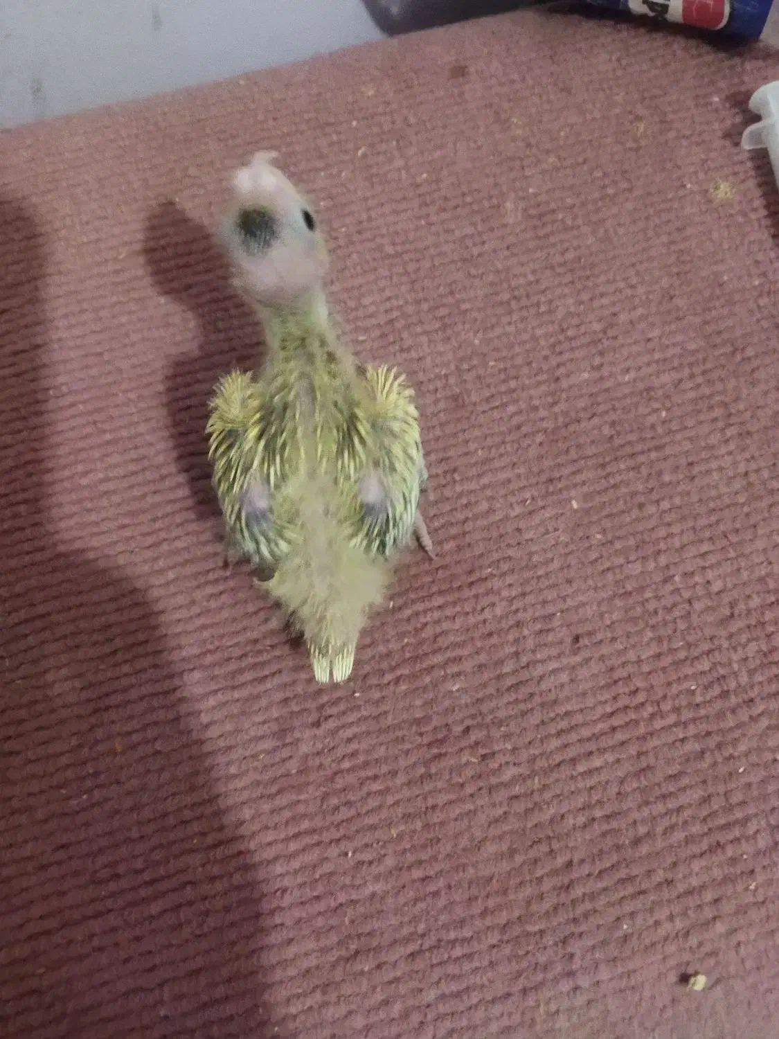 جوجه عروس هلندی سرلاکی|پرنده|گلمکان, |دیوار