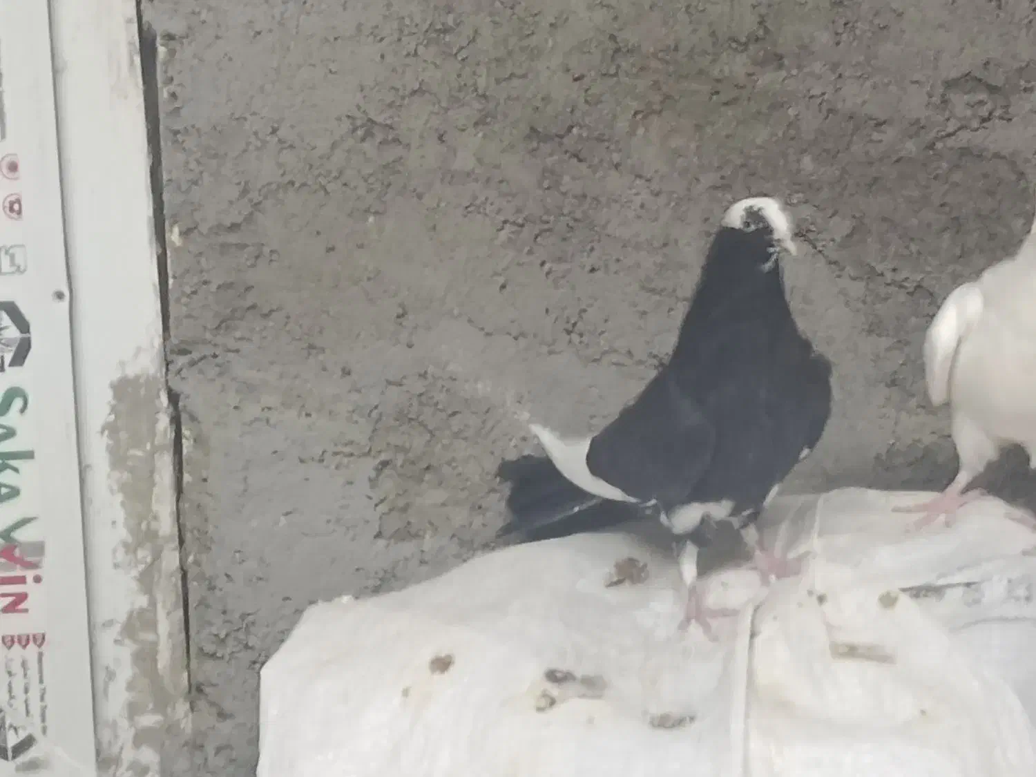 کفتر|پرنده|قم, شهدا|دیوار