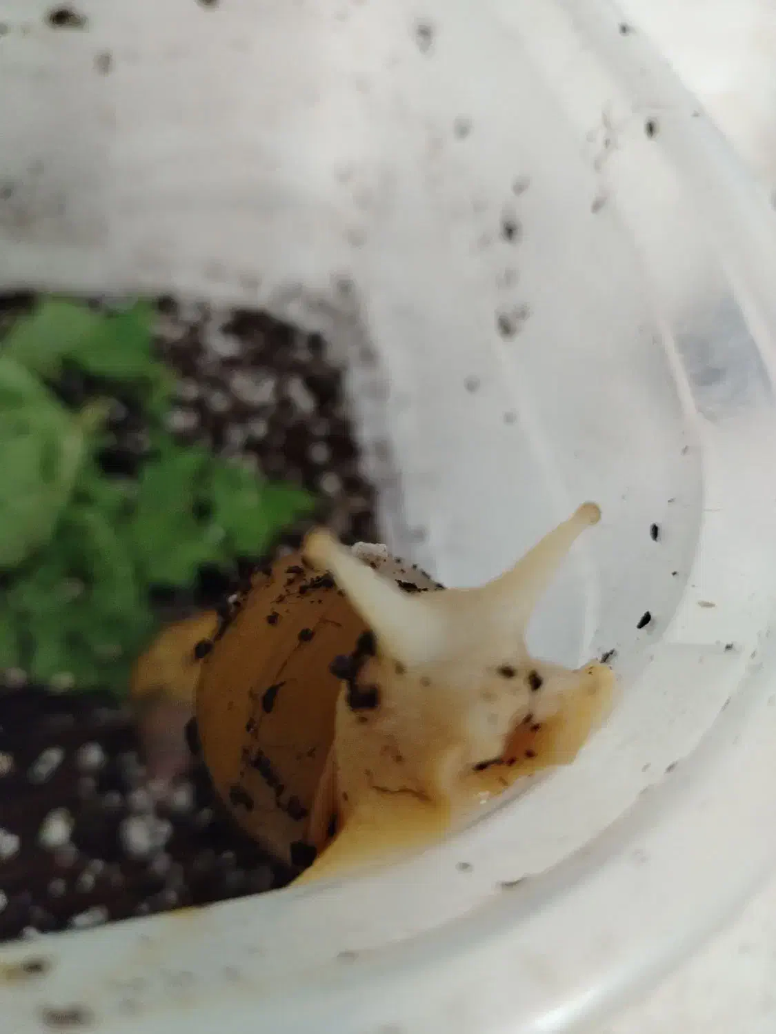 حلزون|خزنده|نیشابور, بنیاد شهید|دیوار