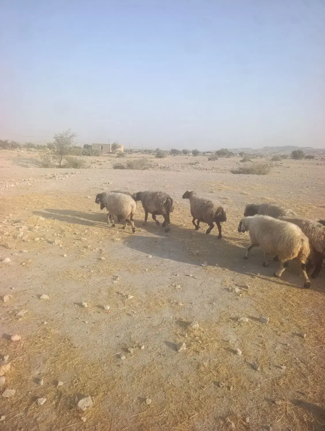 25 راس میش آبستن|حیوانات مزرعه|شیراز, تل حسین‌آباد|دیوار