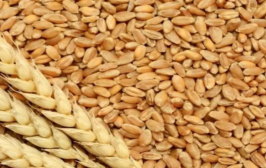 گندم برای فروش|عمدهفروشی|کرخه, |دیوار