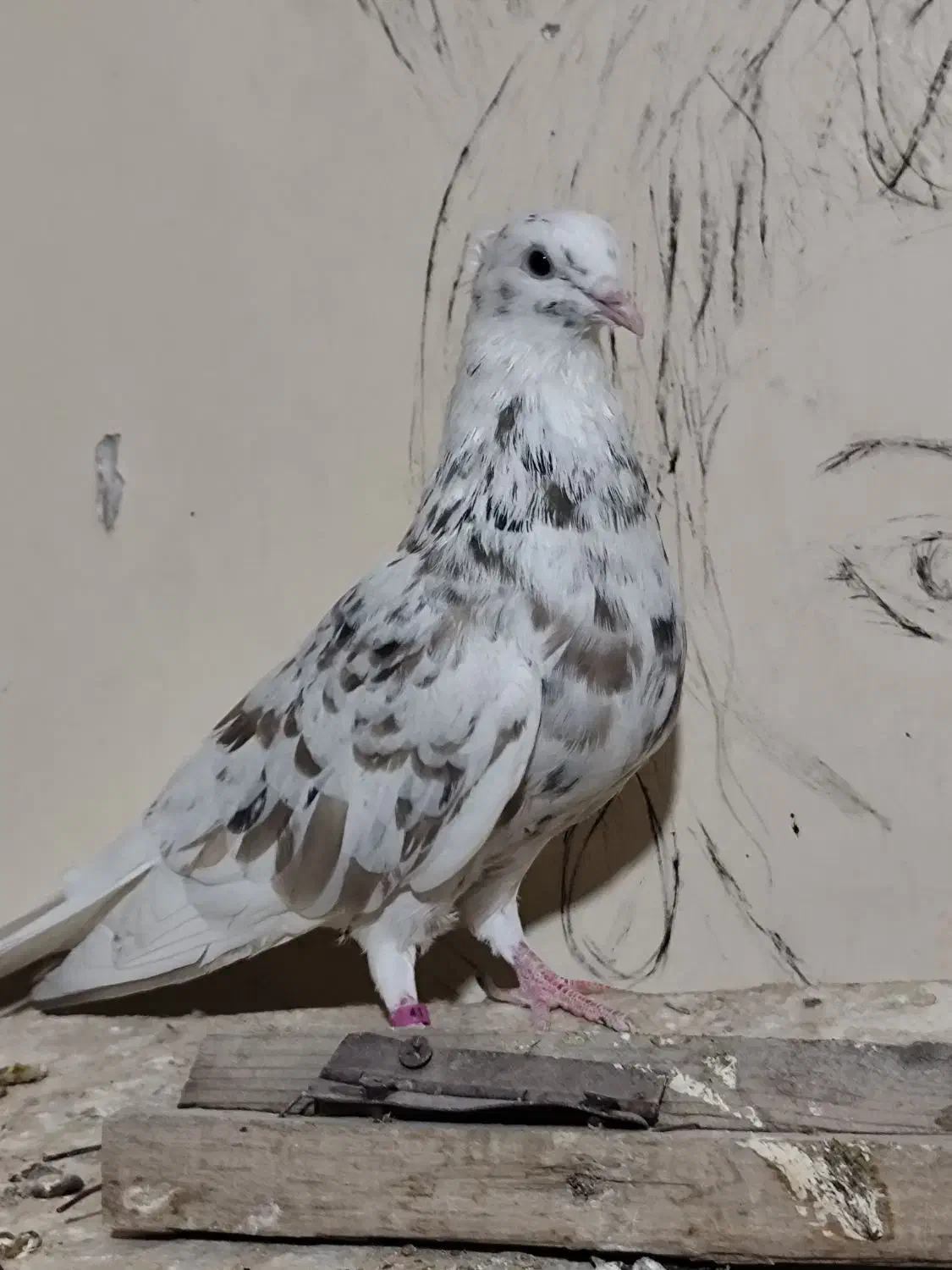 نرکوهی دمپاک جوان|پرنده|شوشتر, |دیوار