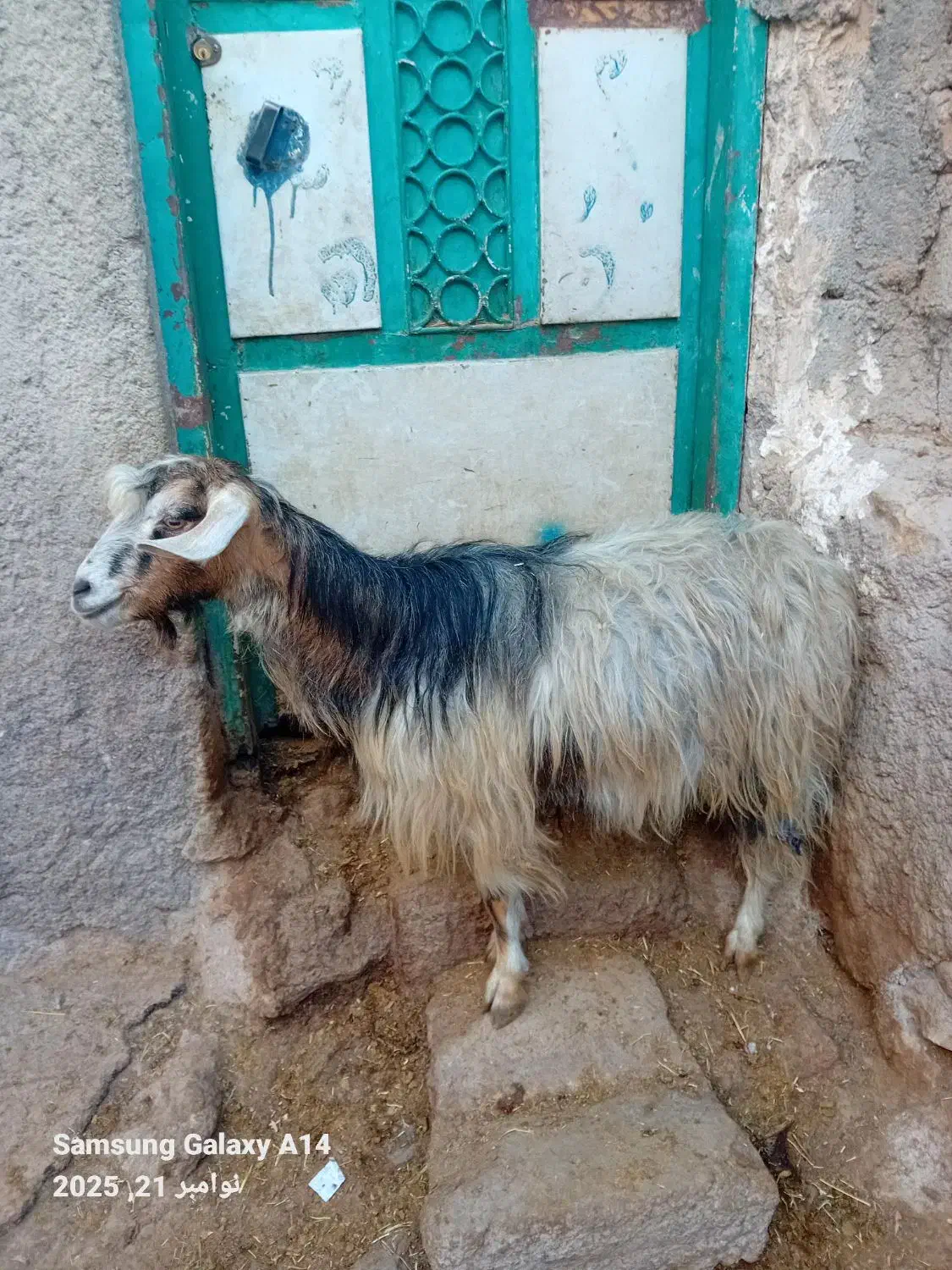 ۱عدد بز جوان برای قربانی کیلویی|حیوانات مزرعه|اردبیل, |دیوار