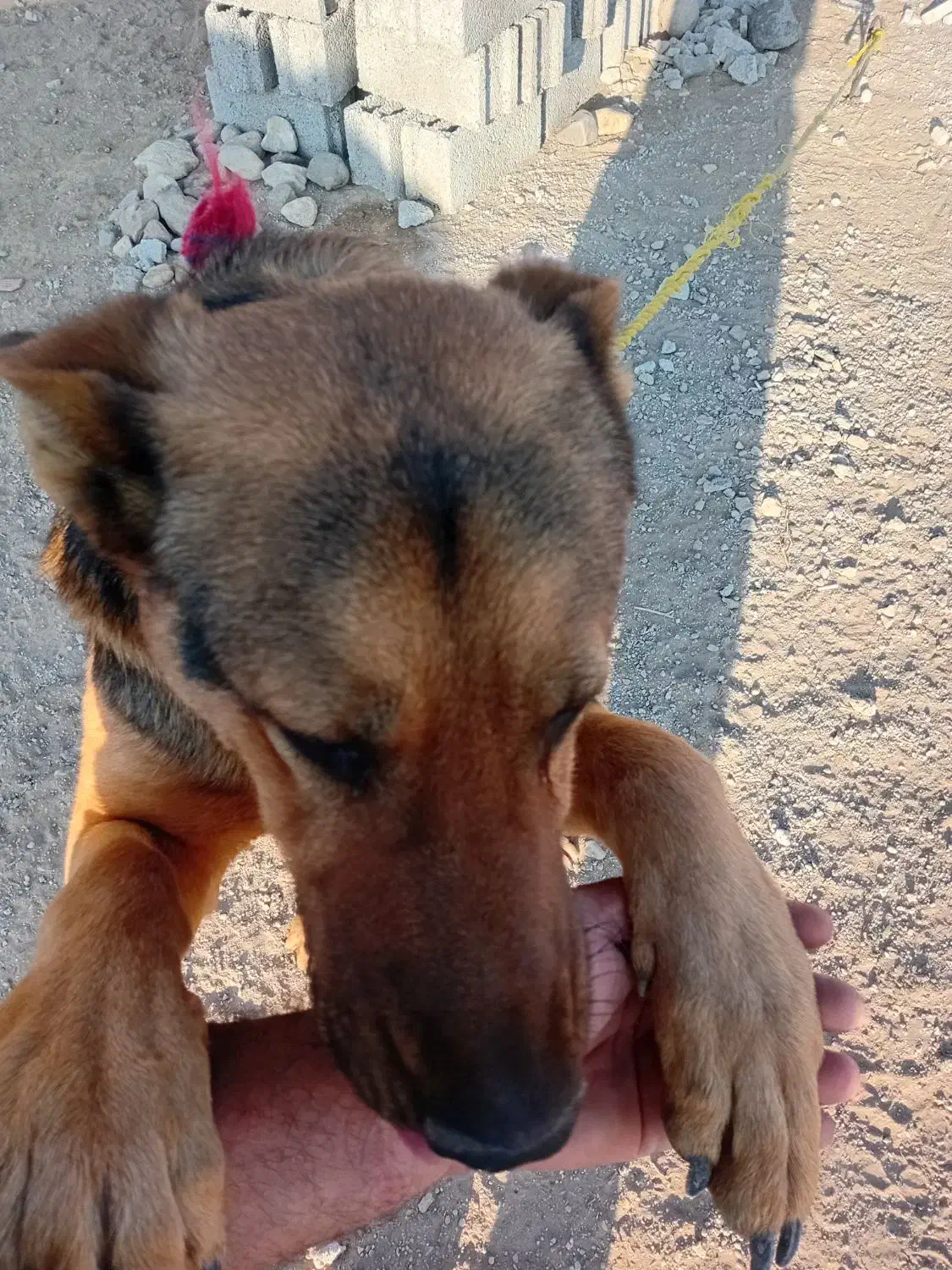 سگ ژرمن|سگ|اردبیل, |دیوار