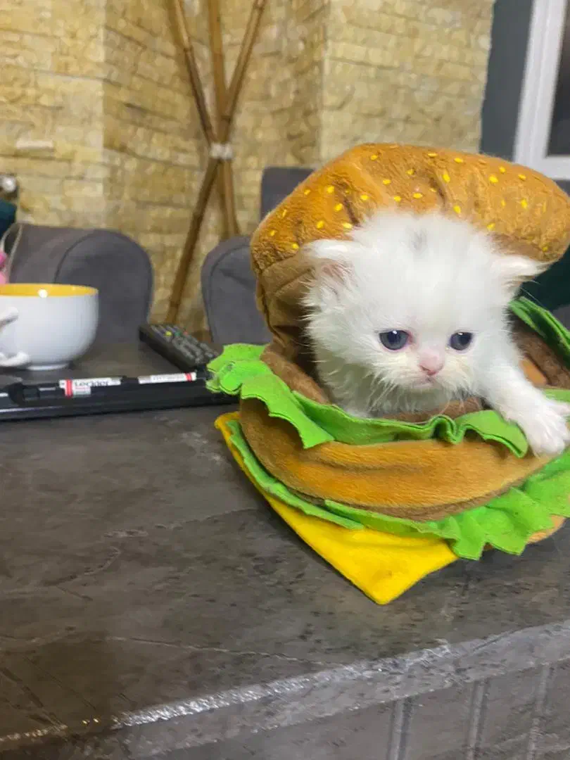 گربه دو ماهه|گربه|بندرعباس, |دیوار