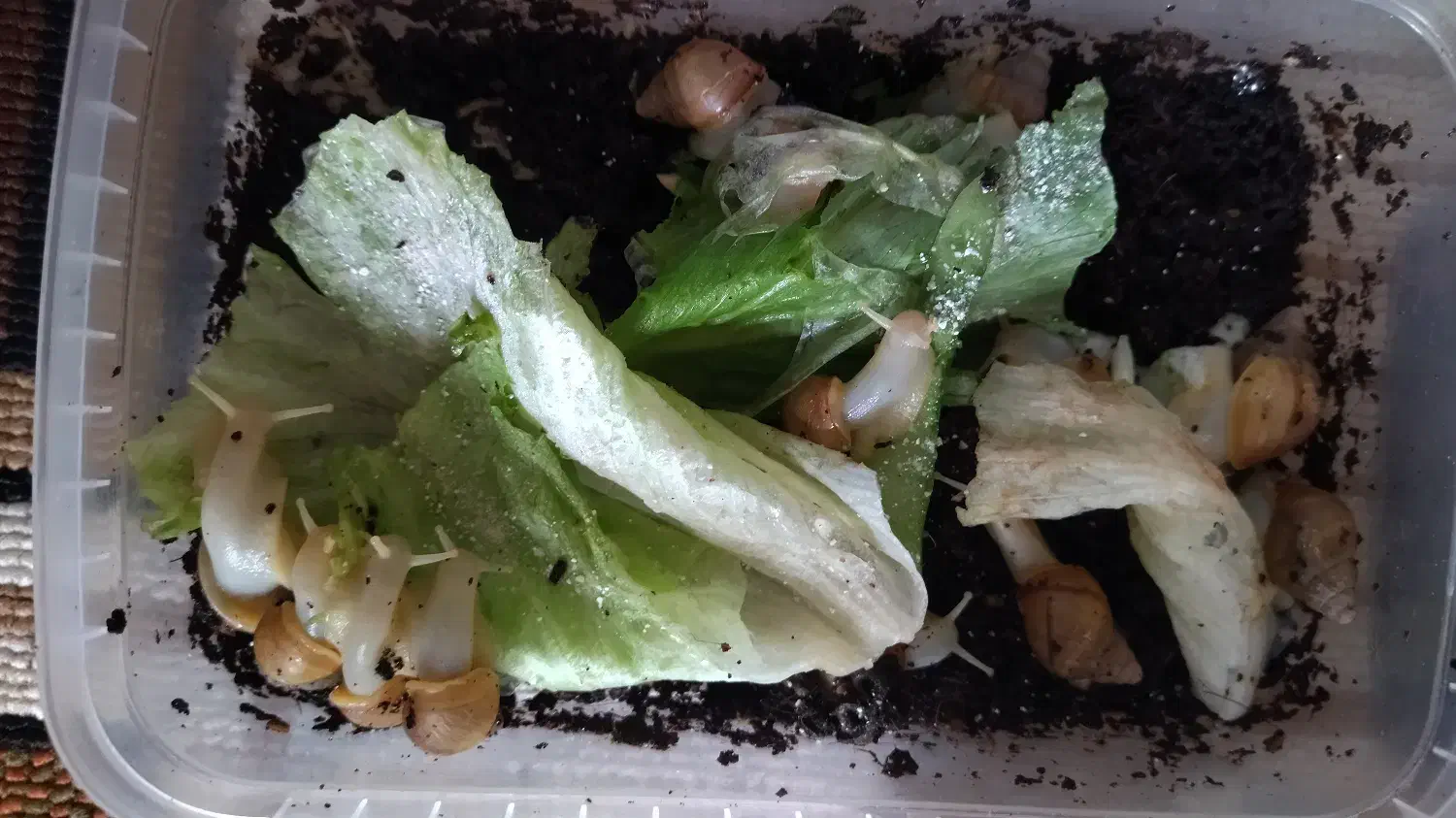 سرگرمی|خزنده|فولادشهر, بوستان خلیج فارس|دیوار