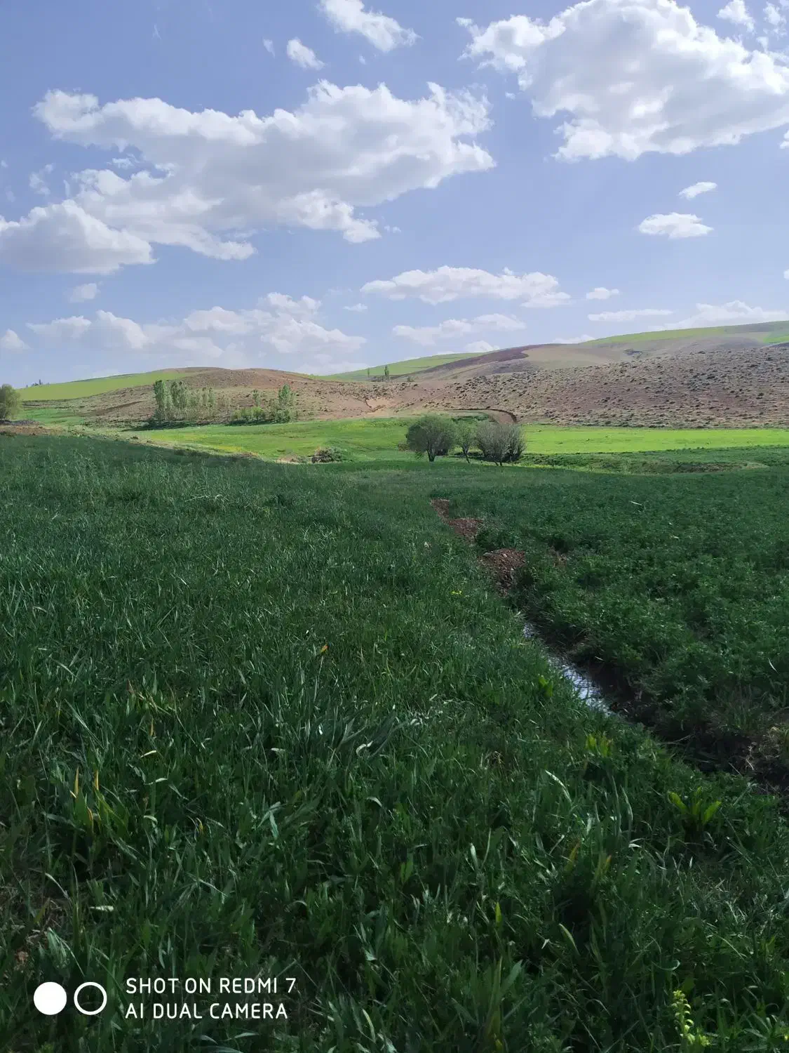 کاه دیم کردستان|حیوانات مزرعه|آمل, |دیوار