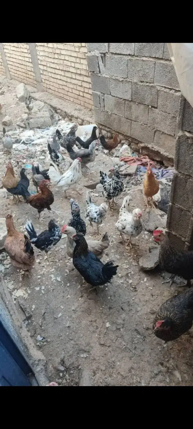 مرغ محلی|حیوانات مزرعه|لیکک, |دیوار