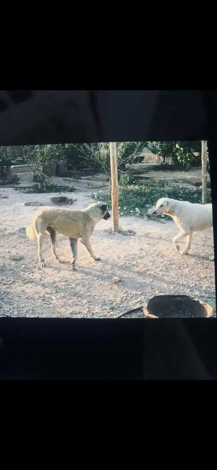 واگذاری حیوان|سگ|شاهرود, |دیوار