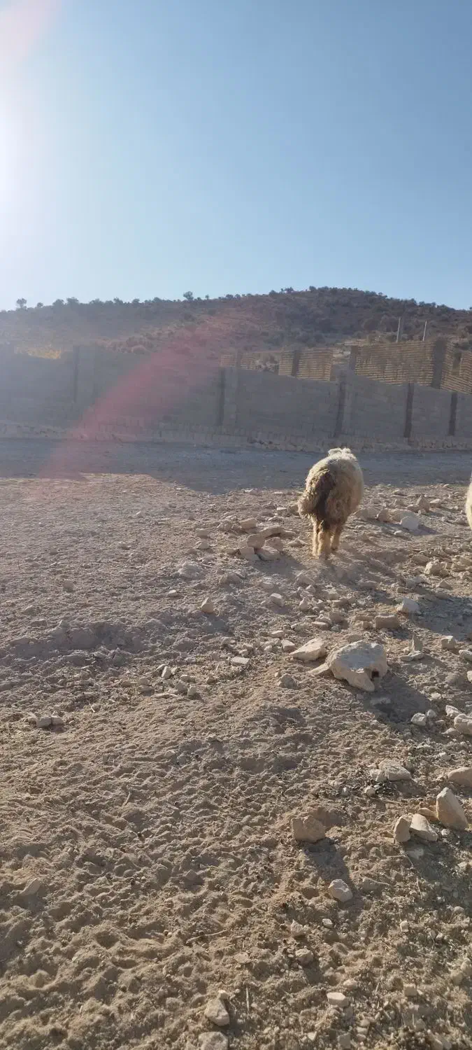 قوچ داشتی|حیوانات مزرعه|ارژن, |دیوار