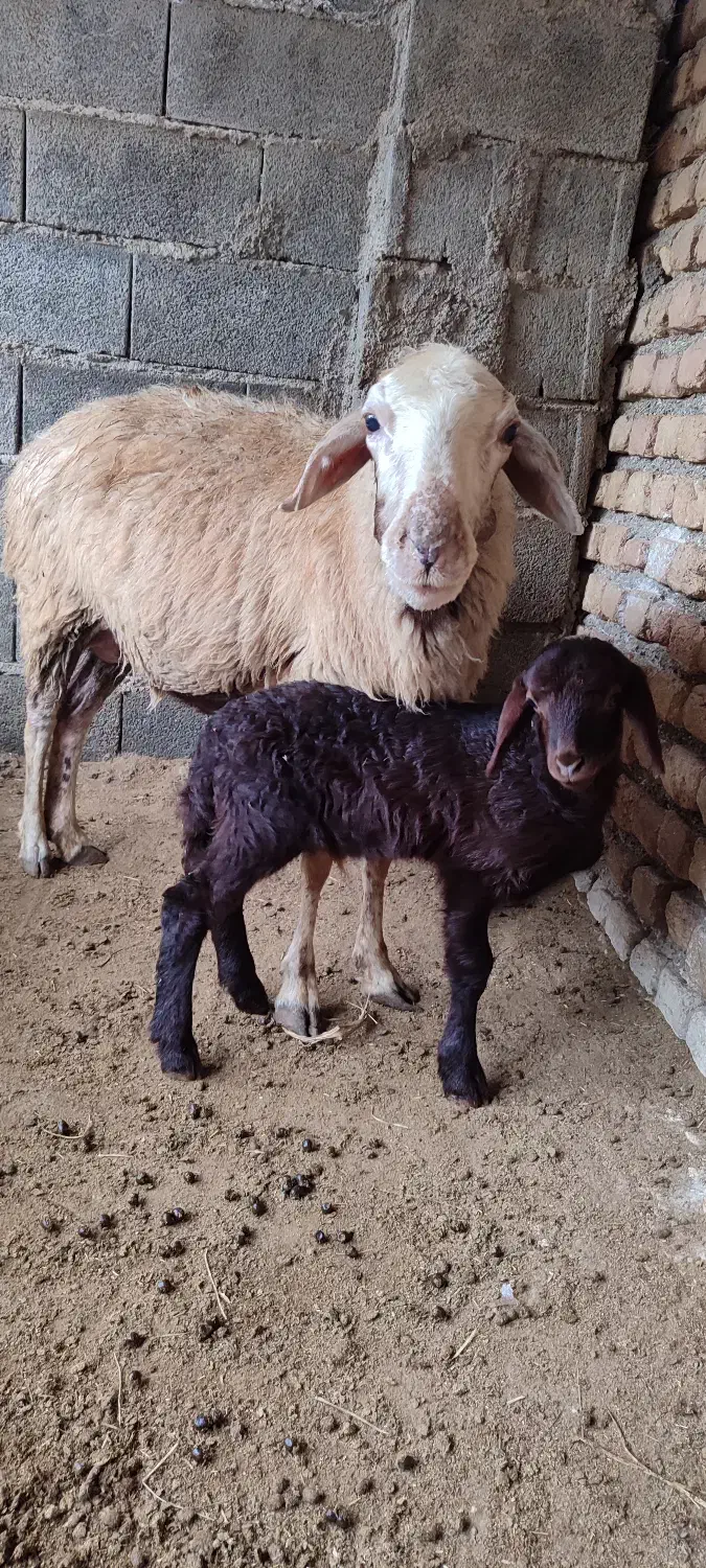 گوسفند بره دار و یدونه ابست کردستانی|حیوانات مزرعه|سیمین شهر, |دیوار