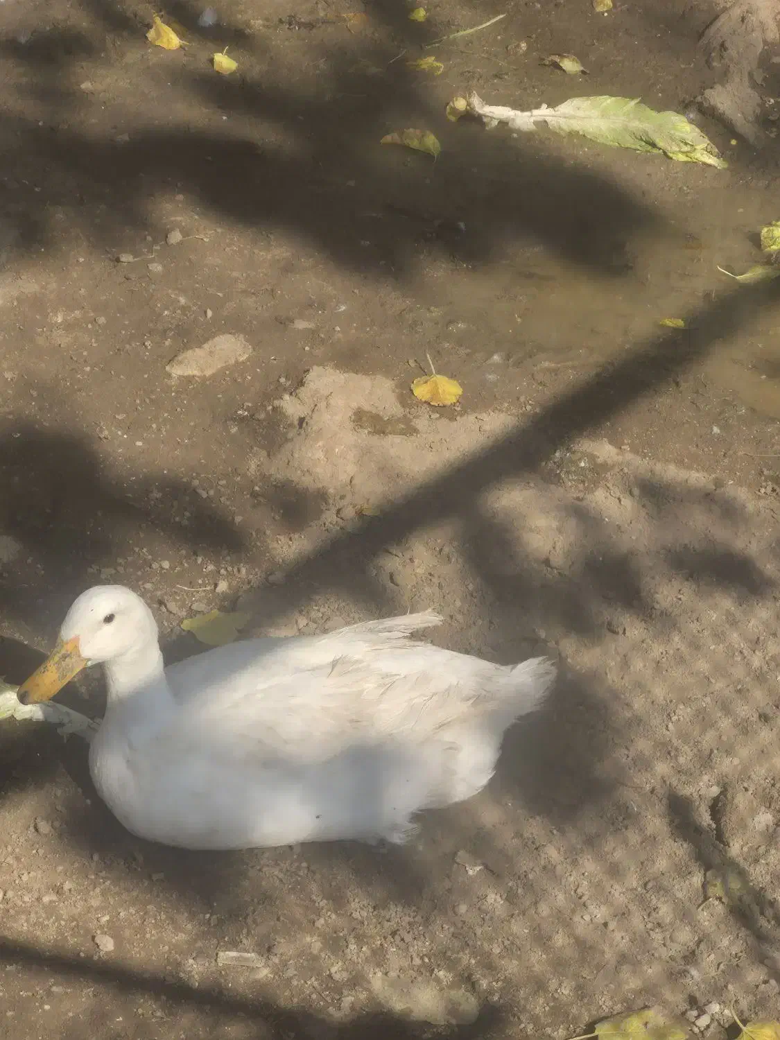 اردک و مرغ|حیوانات مزرعه|تهران, والفجر (افسریه)|دیوار