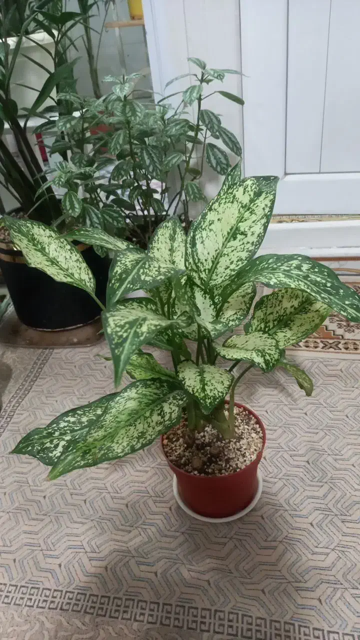 کفش|کیف، کفش، کمربند|سرپل ذهاب, |دیوار