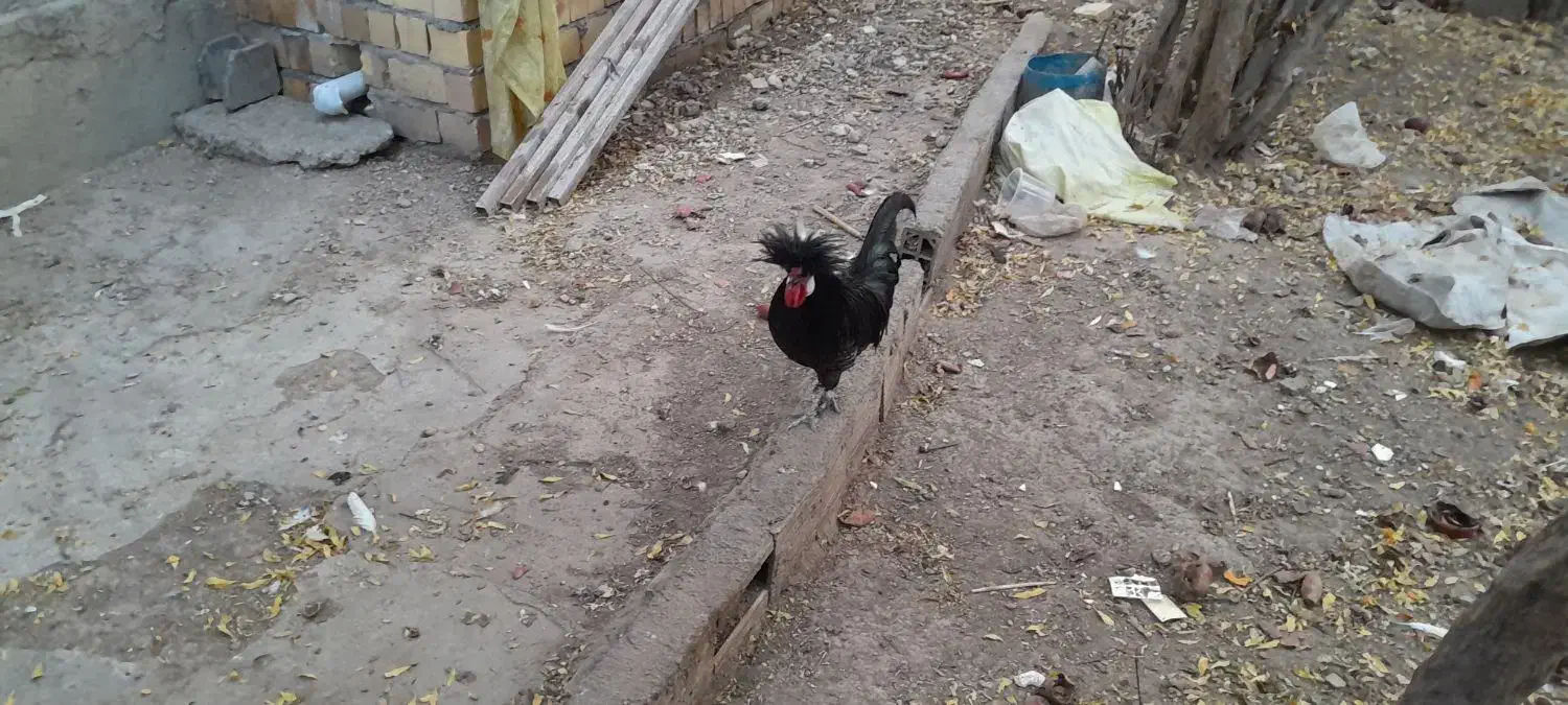 مرغ خروس|حیوانات مزرعه|رامیان, |دیوار