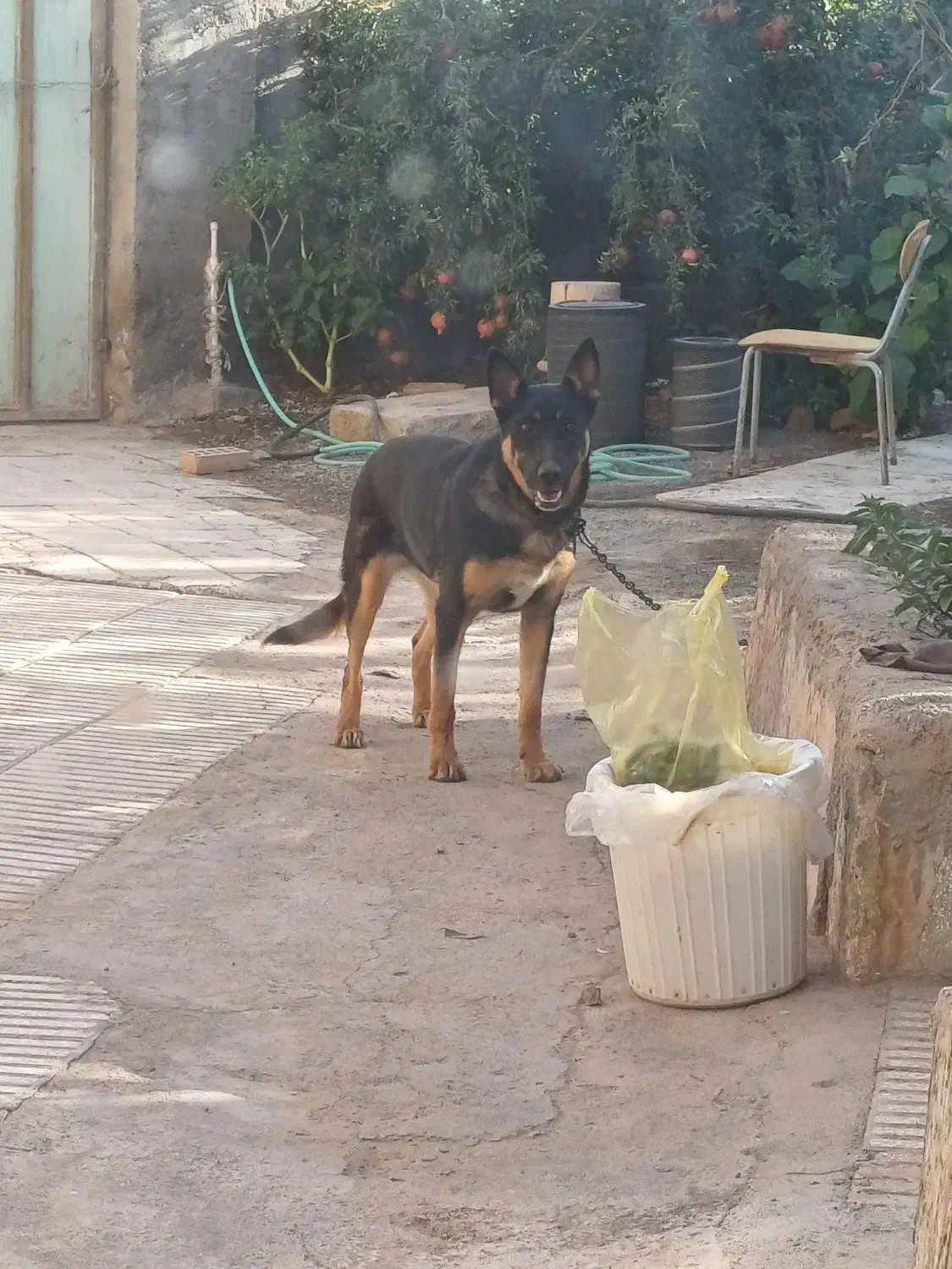 ژرمن|سگ|سبزوار, خسروجرد|دیوار