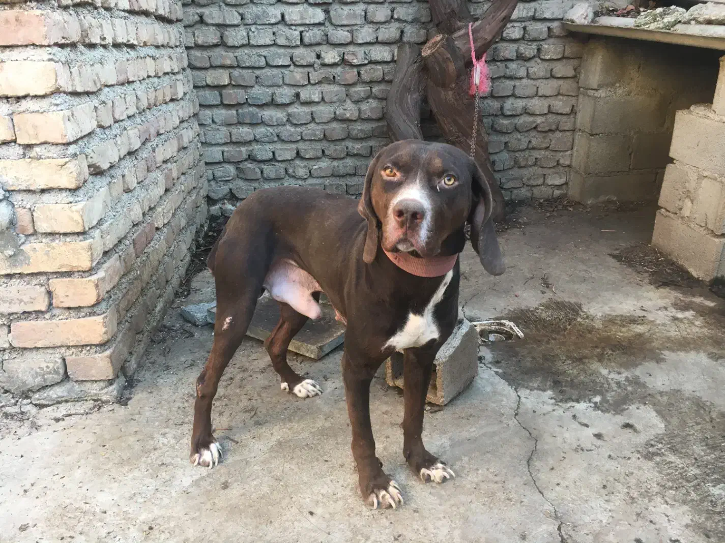 توله شکاری|سگ|مینودشت, |دیوار