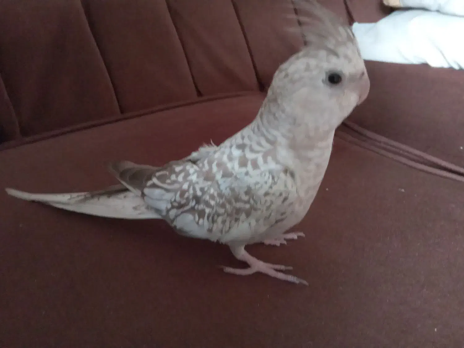 عروس هلندی سالم وسرحال|پرنده|سنندج, |دیوار