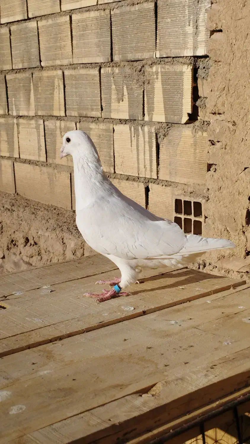 سفید|پرنده|شاهرود, |دیوار