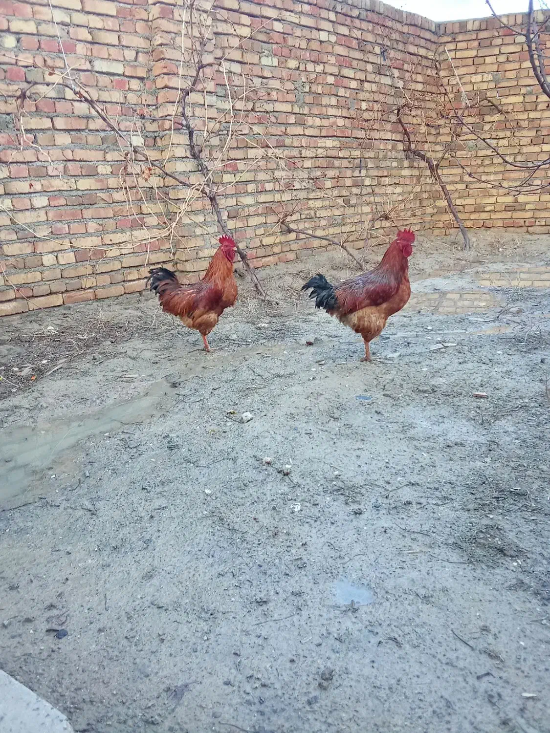 خروس محلی|حیوانات مزرعه|نوشین شهر, |دیوار