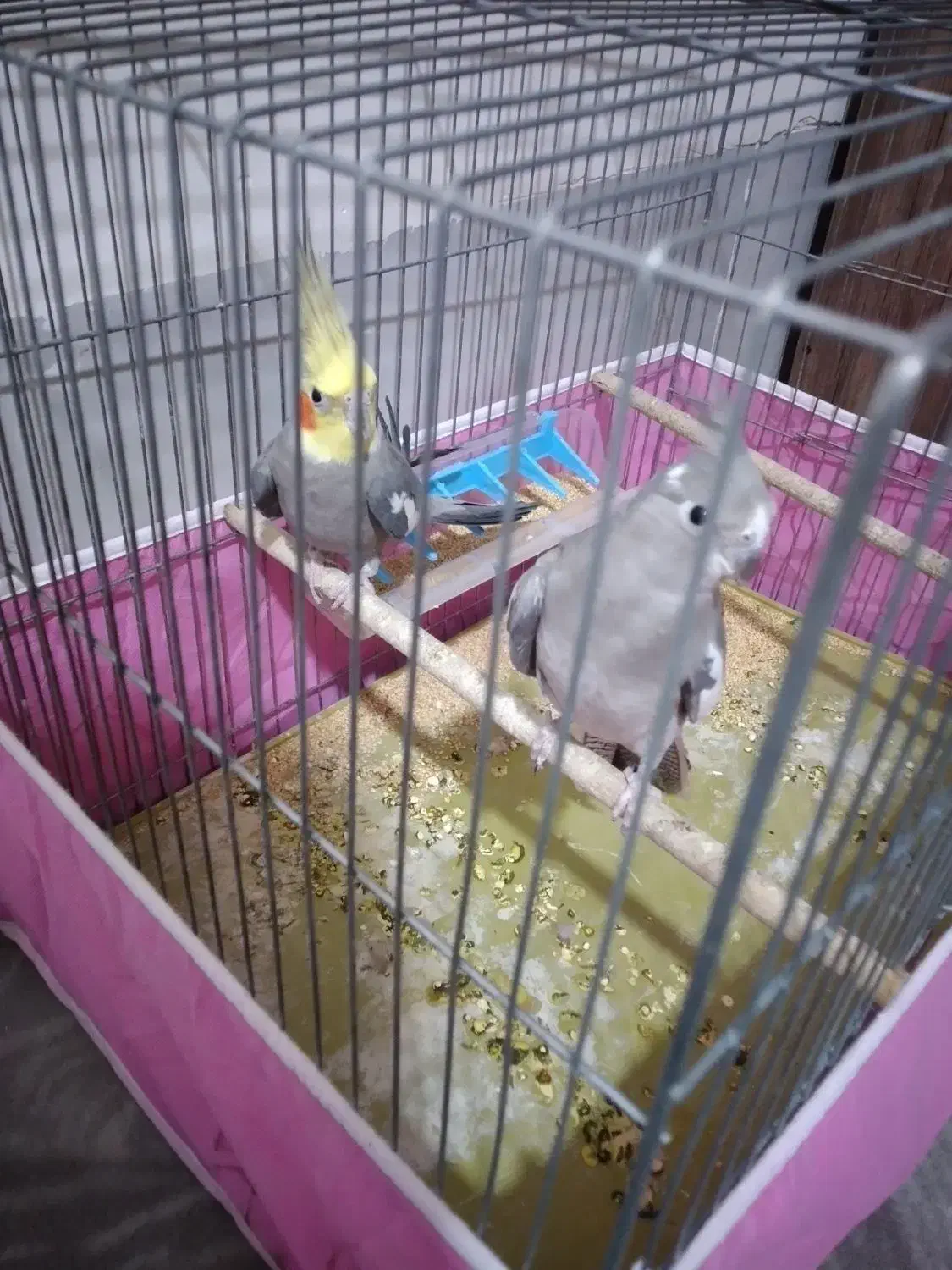 عروس هلندی و یگ جفت فنج|پرنده|قم, نیروگاه|دیوار