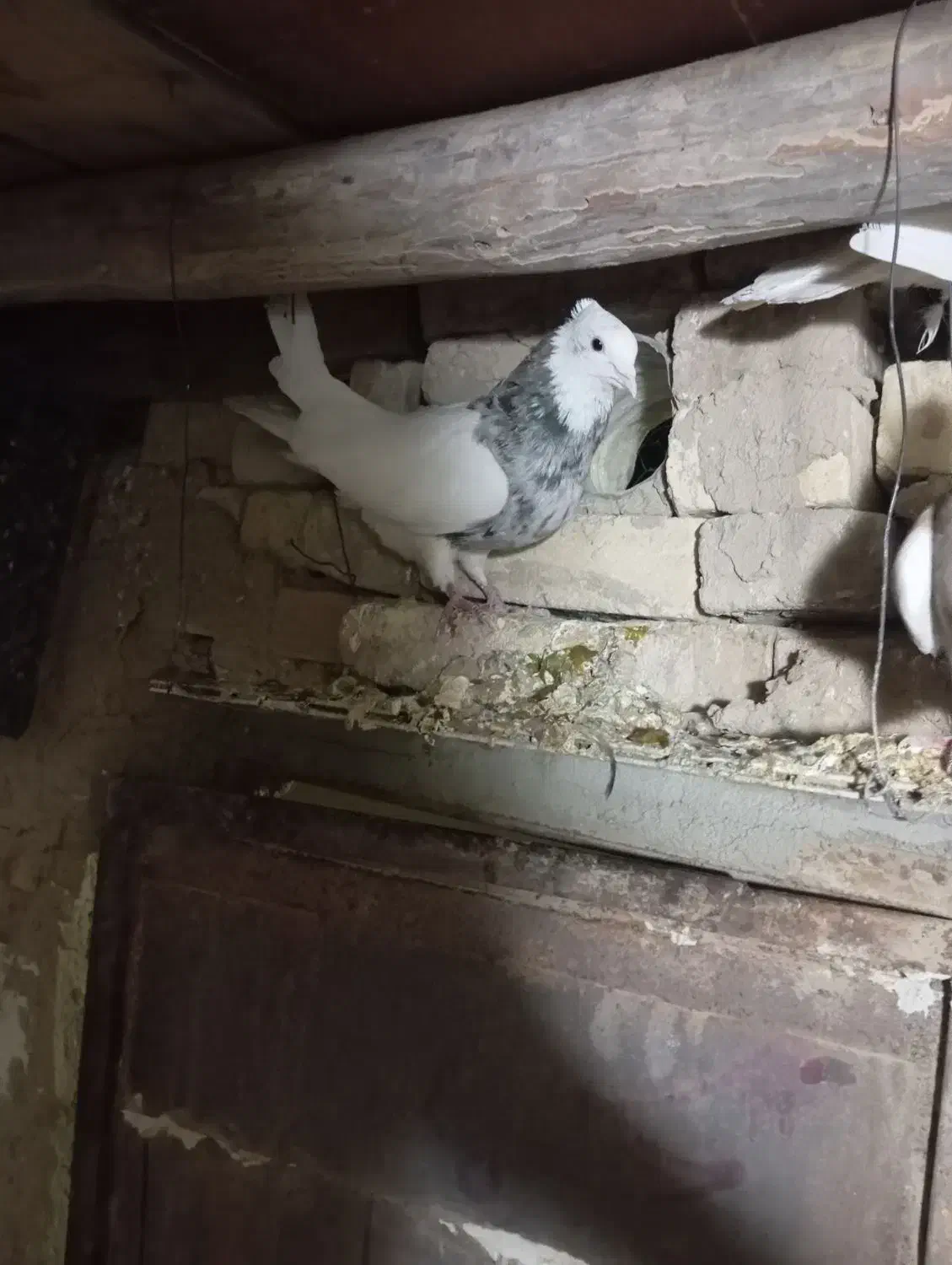 طوقی|پرنده|شراء, |دیوار