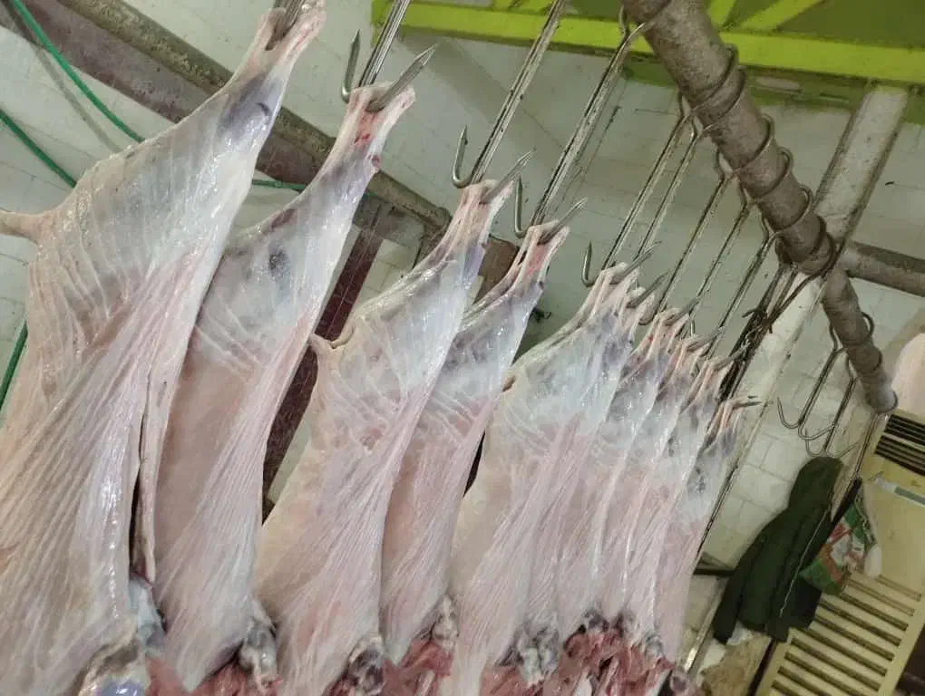 کشتار بره کهره چاق|حیوانات مزرعه|رامهرمز, |دیوار