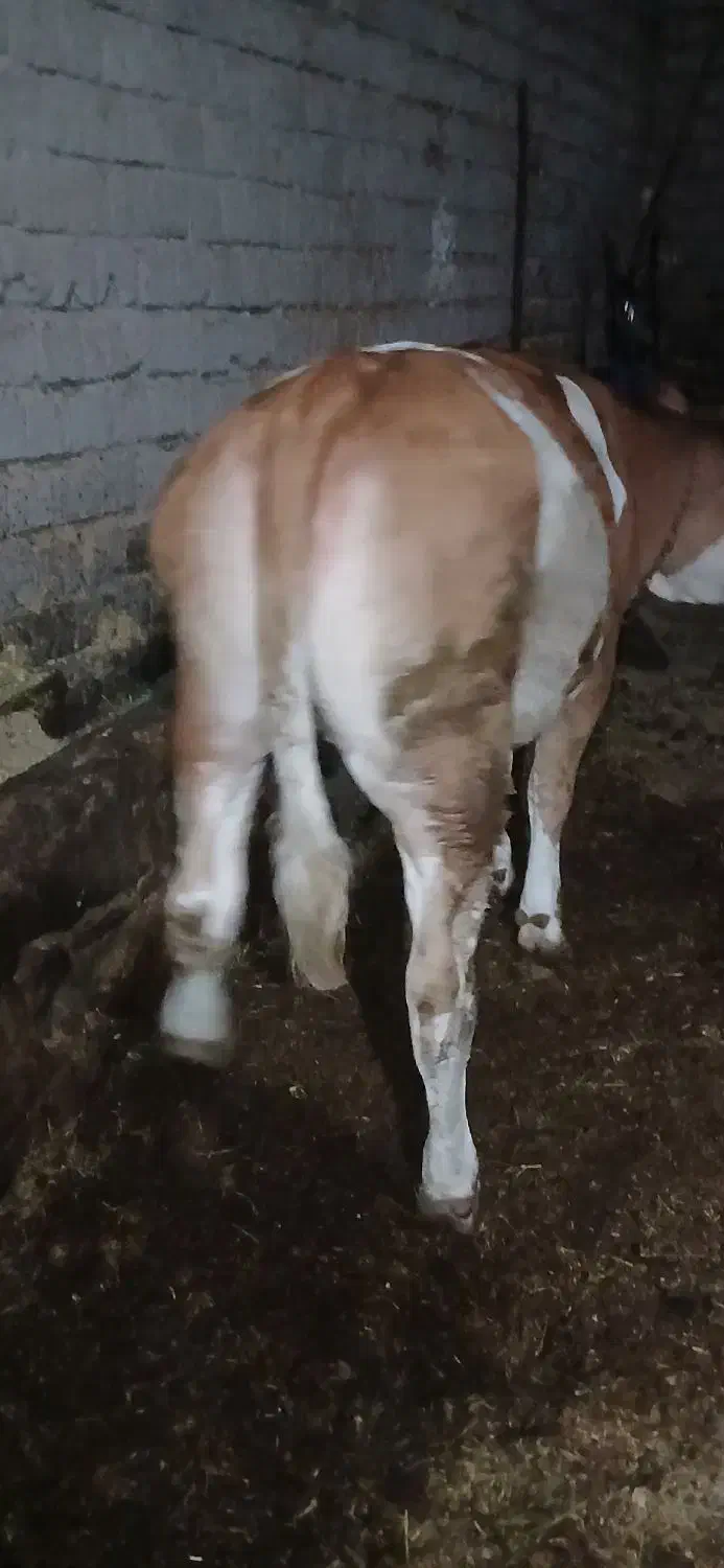 گاو گوساله گوشتی|حیوانات مزرعه|نظر کهریزی, |دیوار