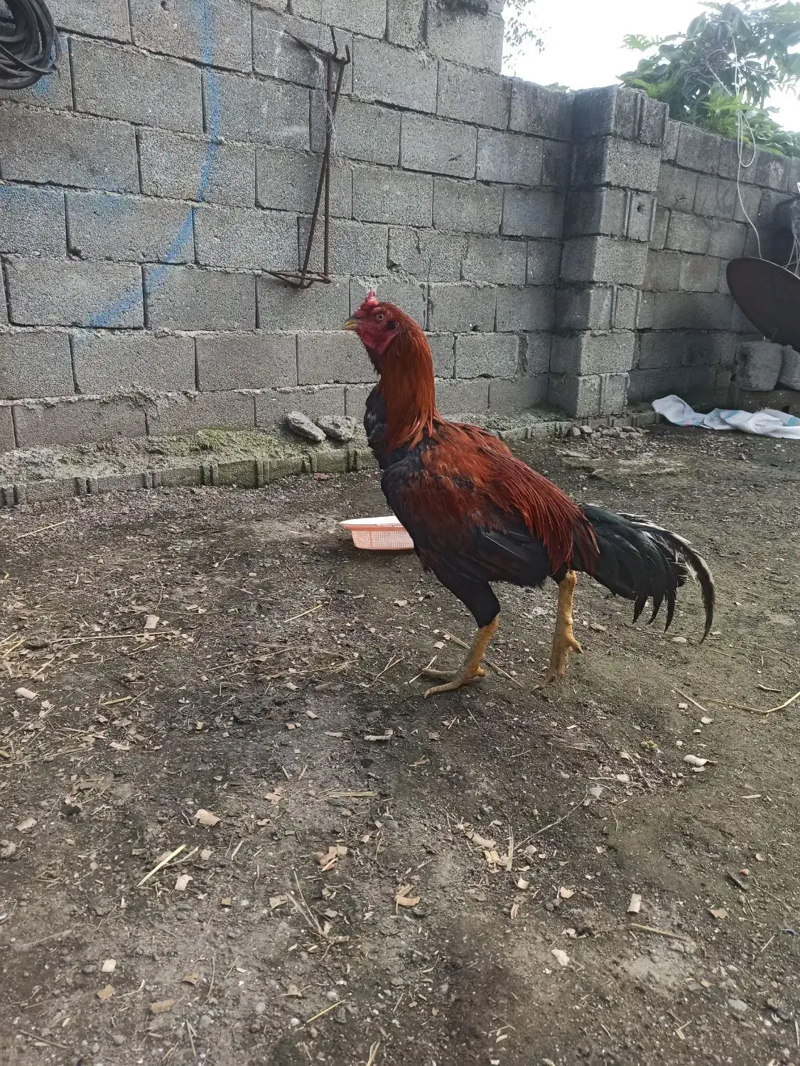 خروس لاری اصل|پرنده|حویق, |دیوار