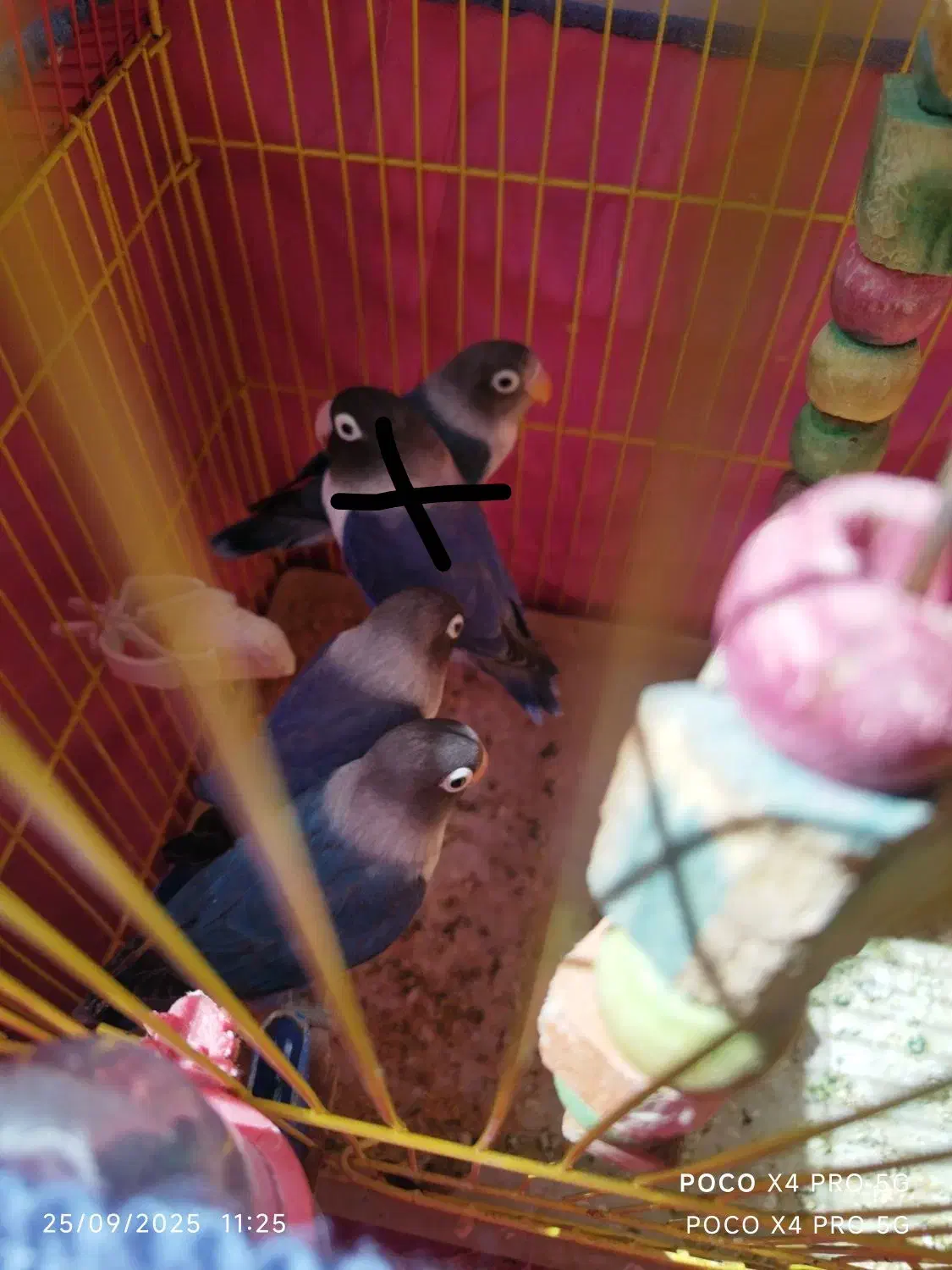 طوطی برزیلی  آبی|پرنده|بروجرد, |دیوار