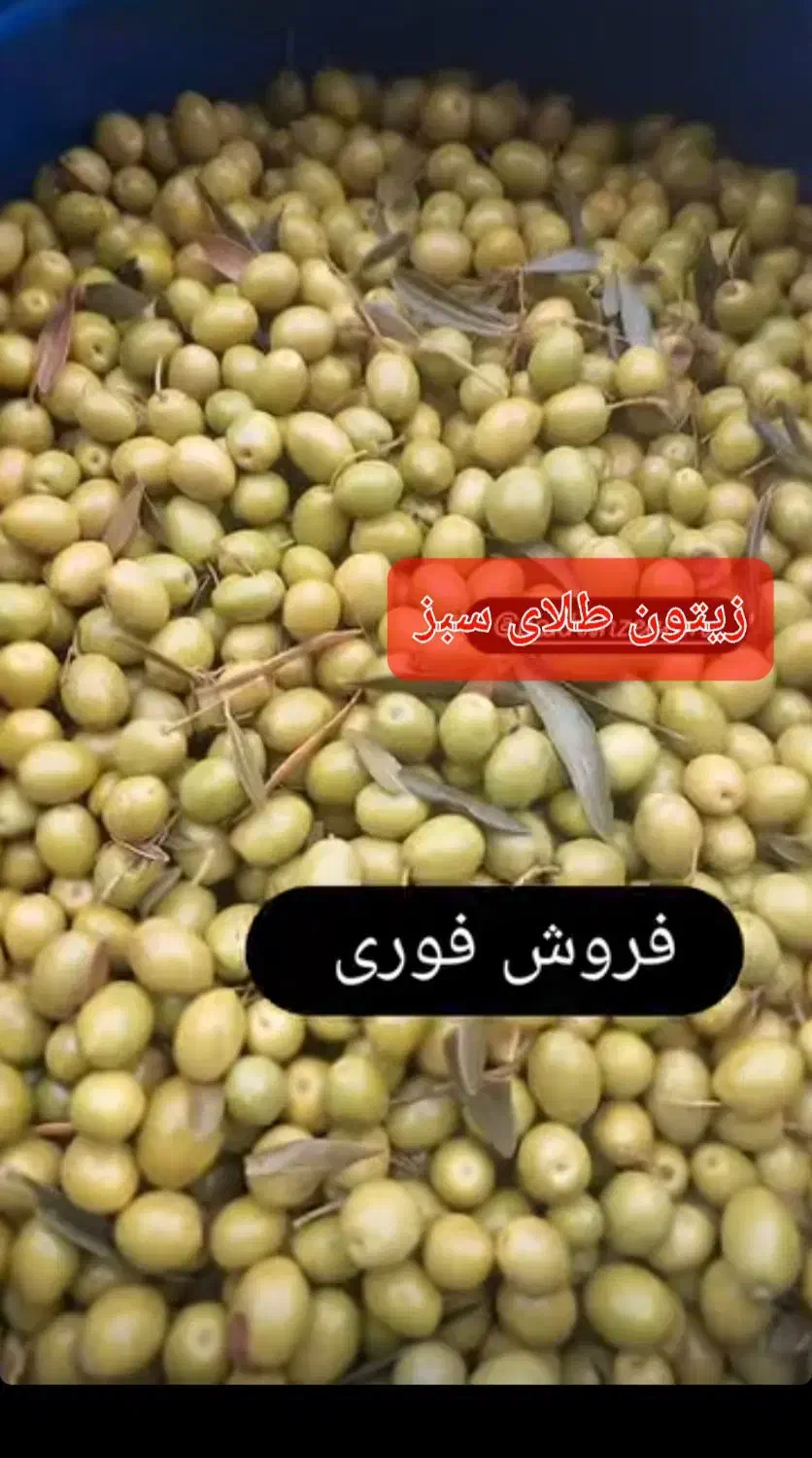 زیتون درجه 1طارم|خوردنی و آشامیدنی|گیلوان, |دیوار