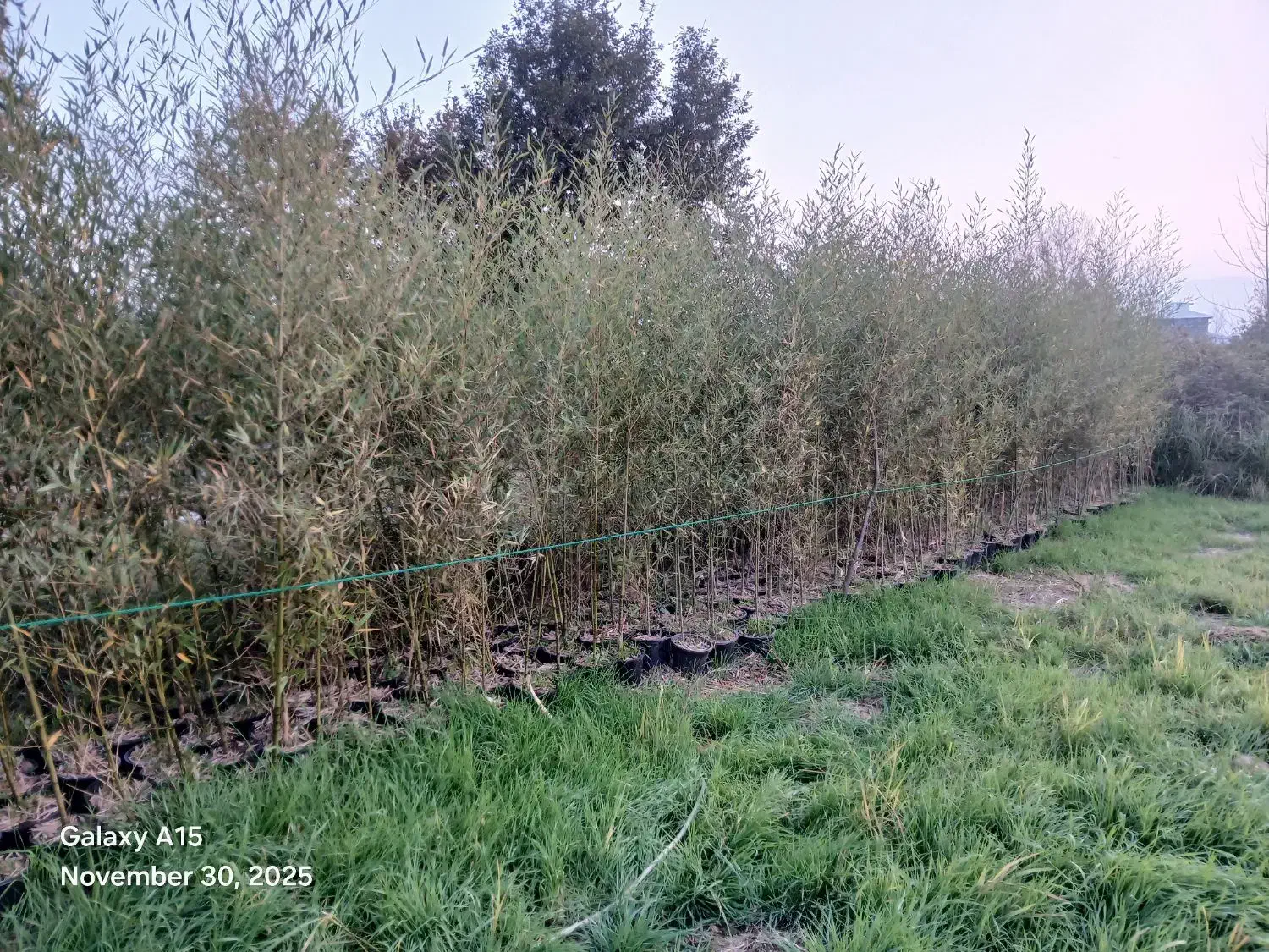 خیزران|گل و گیاه طبیعی|کومله, |دیوار