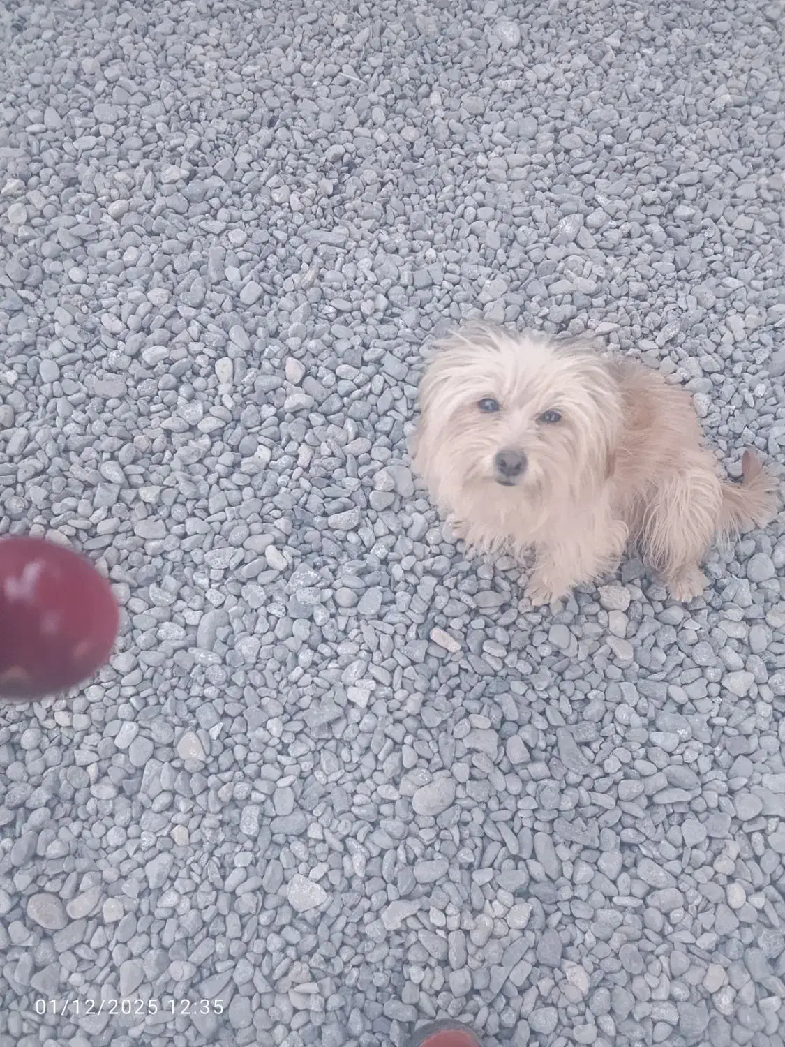 شیتزو|سگ|جیرفت, |دیوار