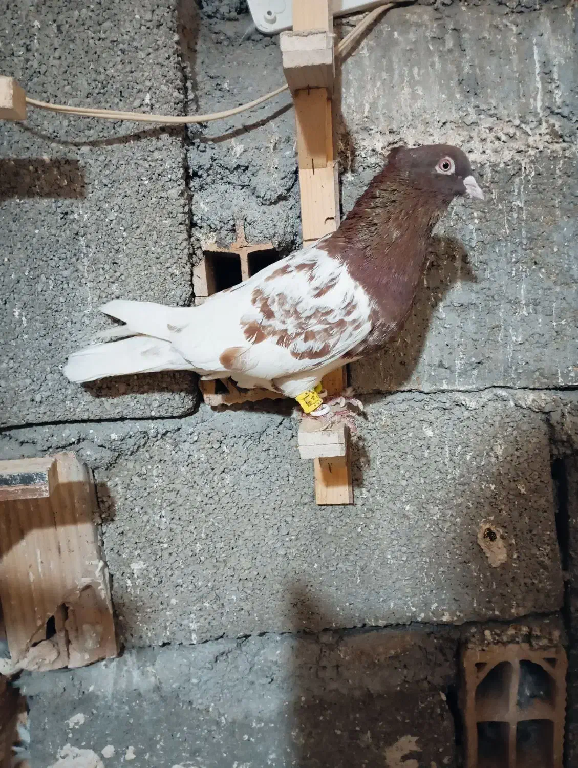 کبوتر رنگی بوم|پرنده|مشهد, چهاربرج|دیوار