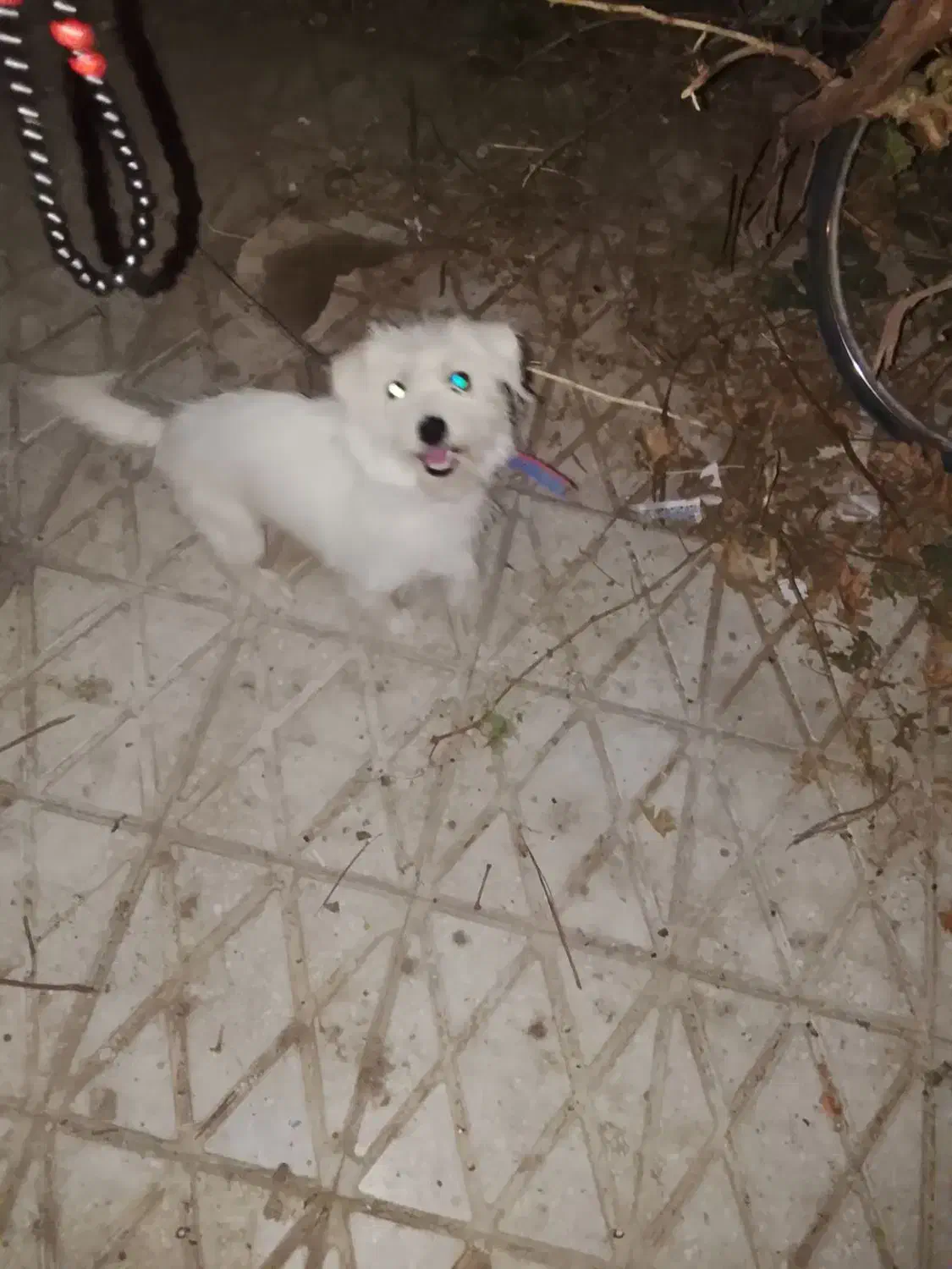 سک پاپی|سگ|کاشان, فین بزرگ|دیوار