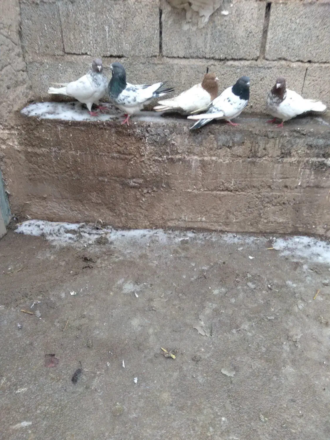 کبوتر|پرنده|اردبیل, |دیوار