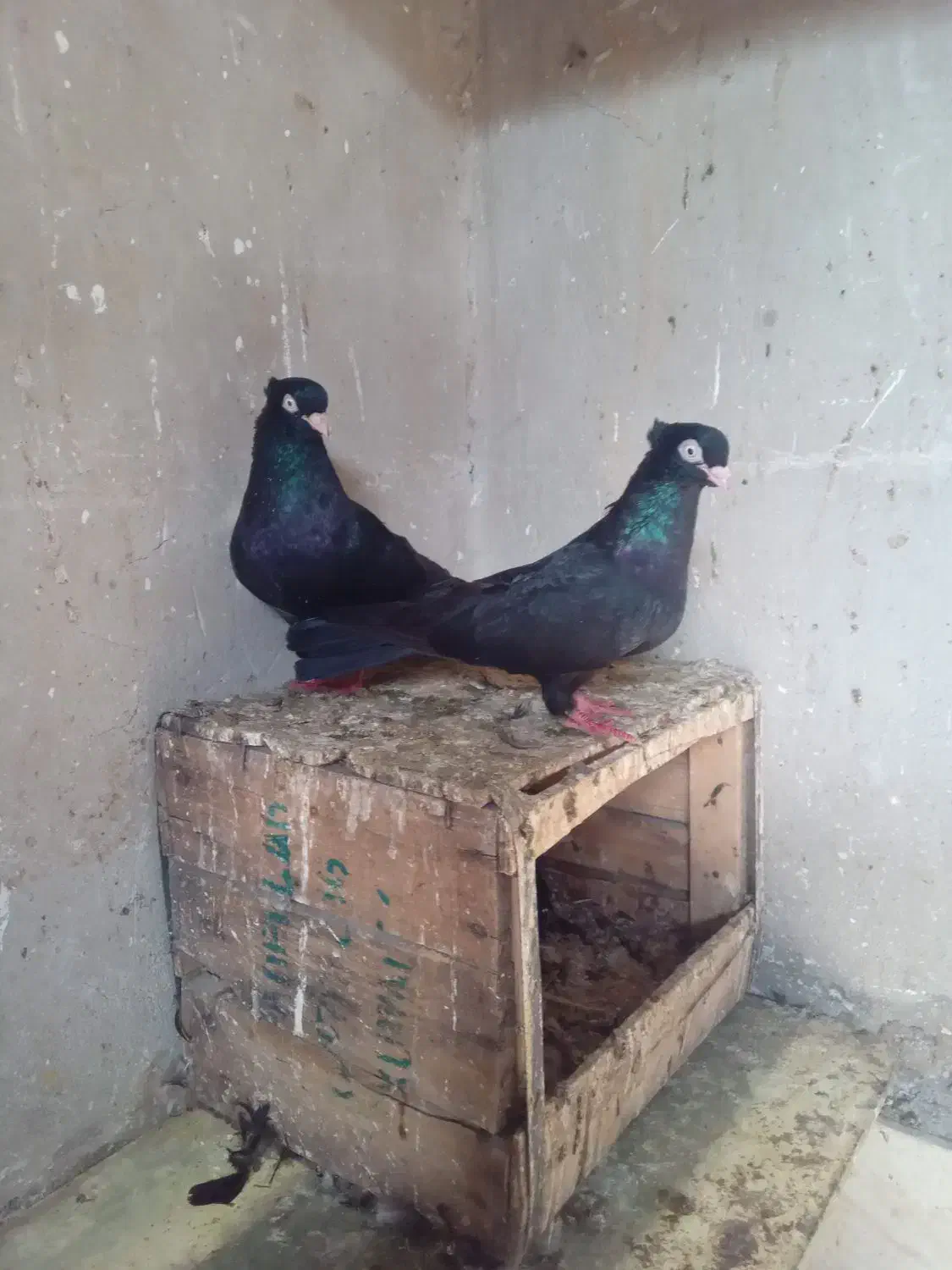 سیاه ابادانی|پرنده|خرمشهر, |دیوار