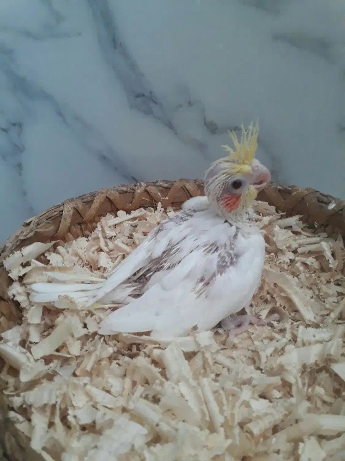 عروس هلندی|پرنده|قشم, |دیوار