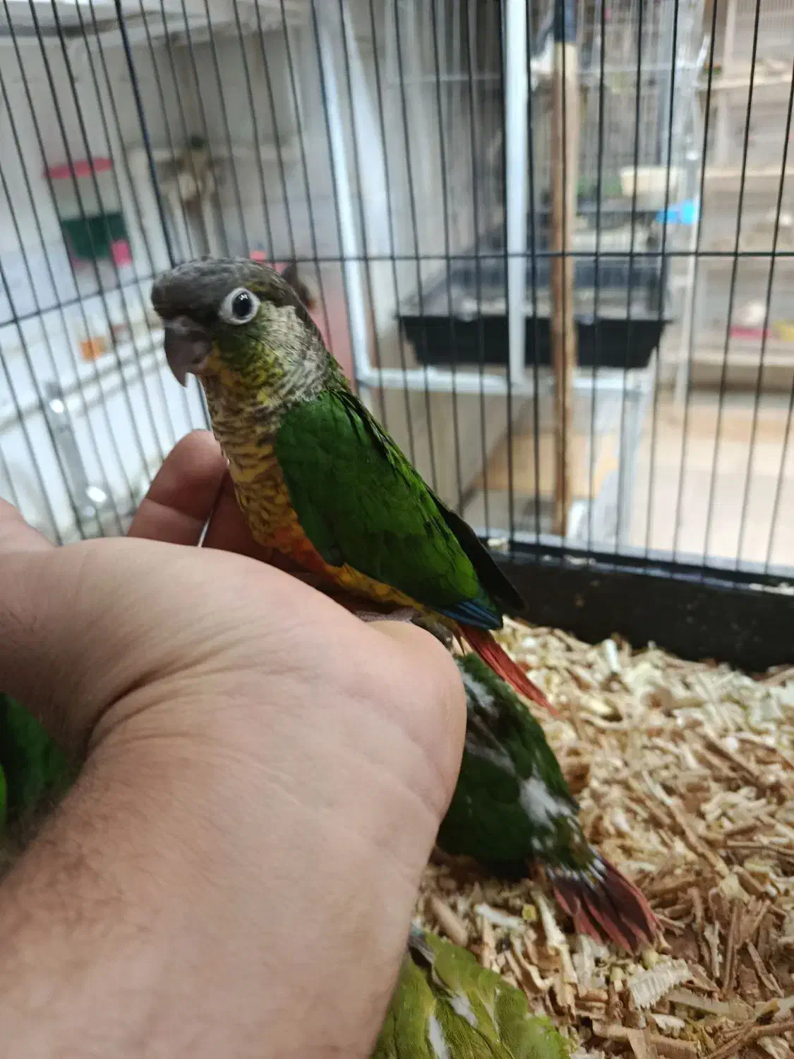 گرینچیک|پرنده|نیشابور, عدالت|دیوار