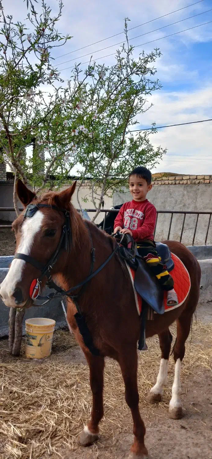 اسب فروشی|اسب و تجهیزات اسب‌سواری|کاشان, استرک|دیوار