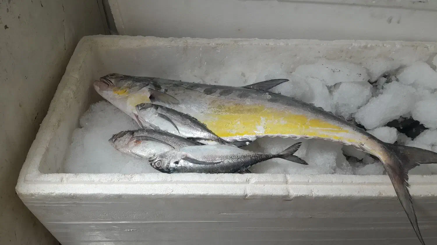 سلام ماهی دریایی رسید|خوردنی و آشامیدنی|ابرکوه, |دیوار