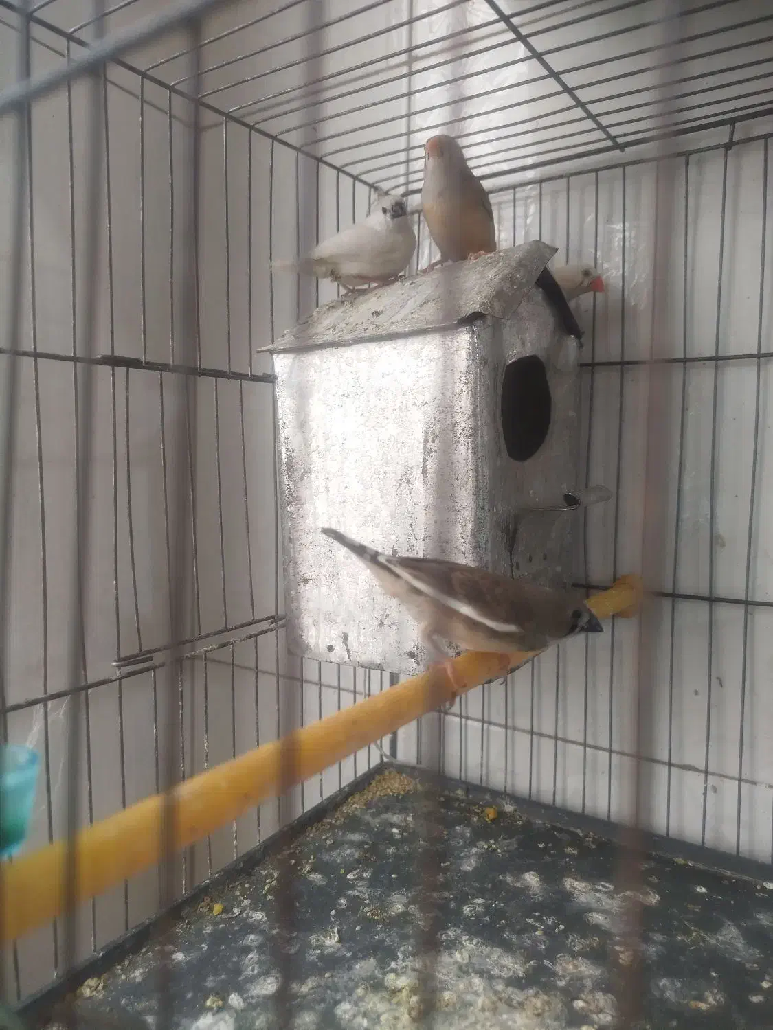 فنج|پرنده|قم, وادی السلام|دیوار