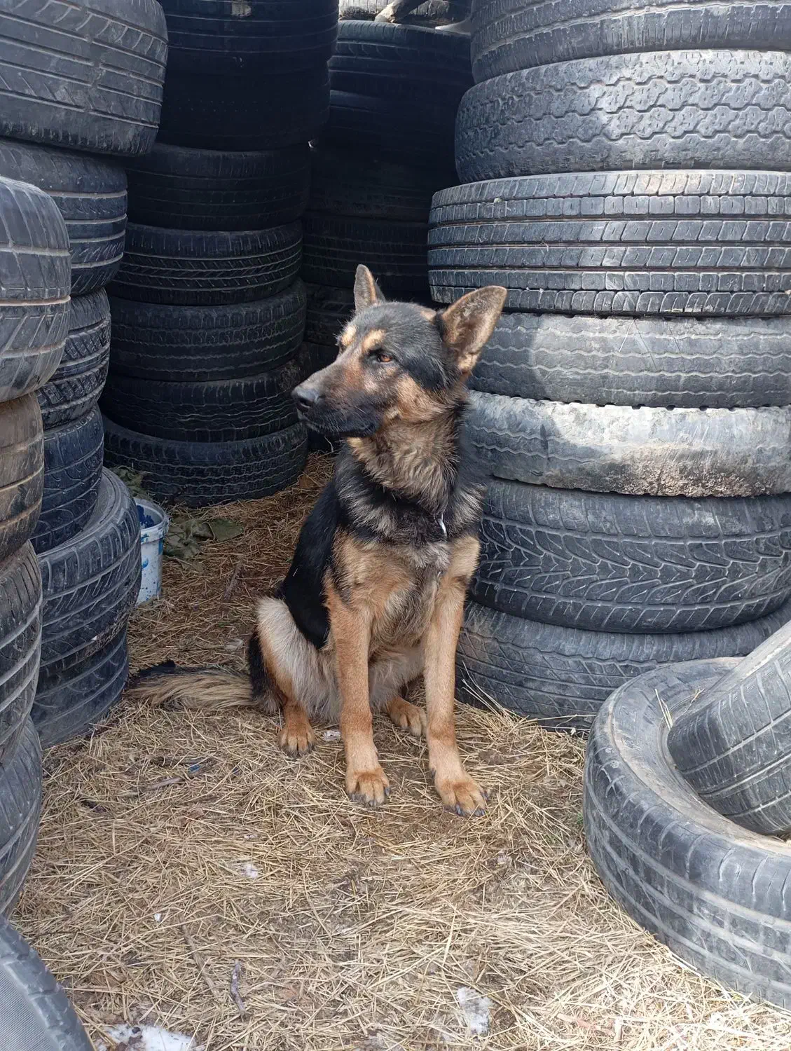 سگ ژرمن|سگ|صائین قلعه, |دیوار